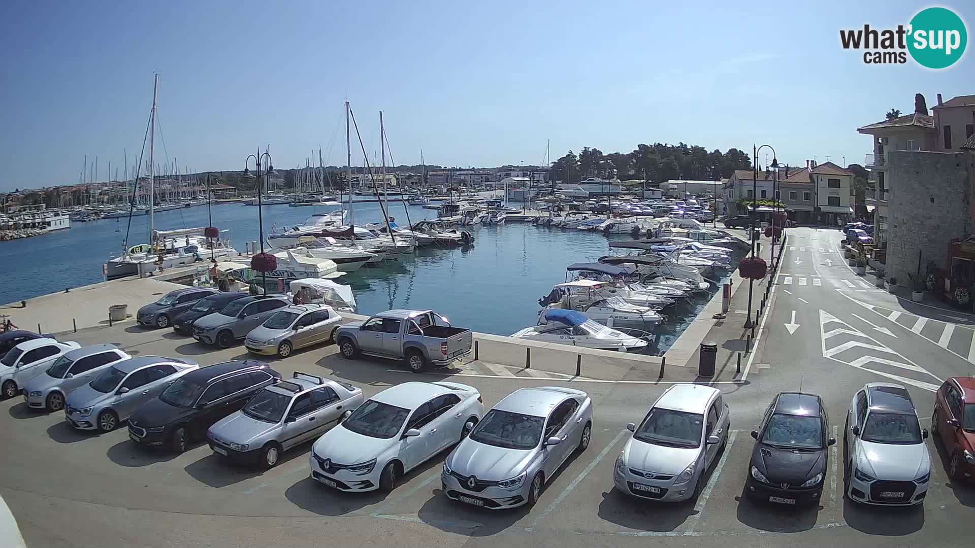 Novigrad | Porporela marina