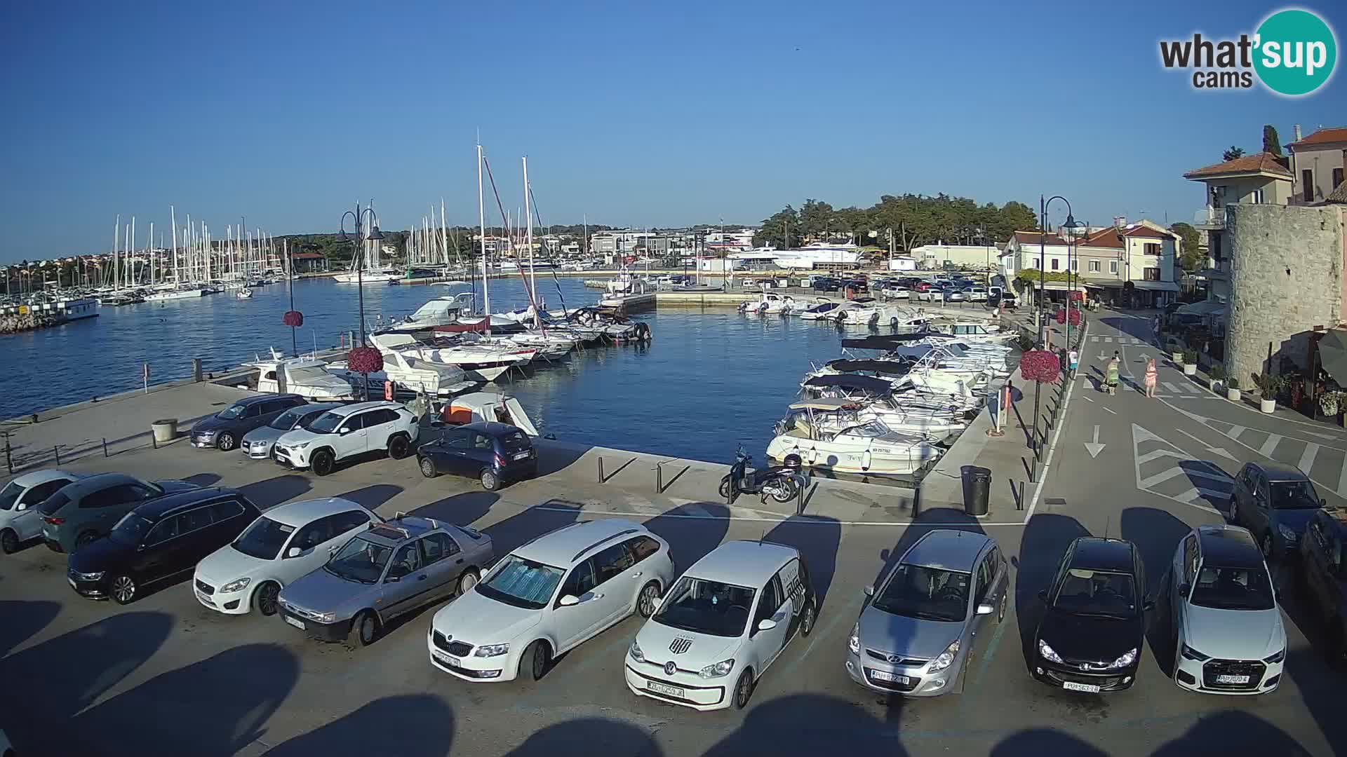 Novigrad | Porporela marina