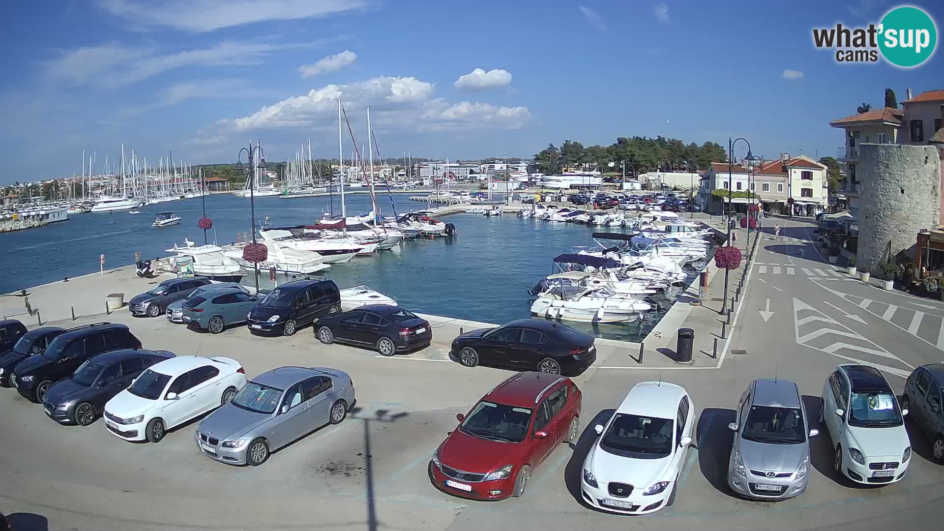 Novigrad | Porporela marina