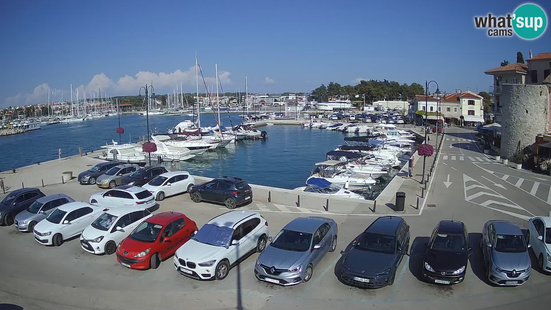 Novigrad | Porporela marina