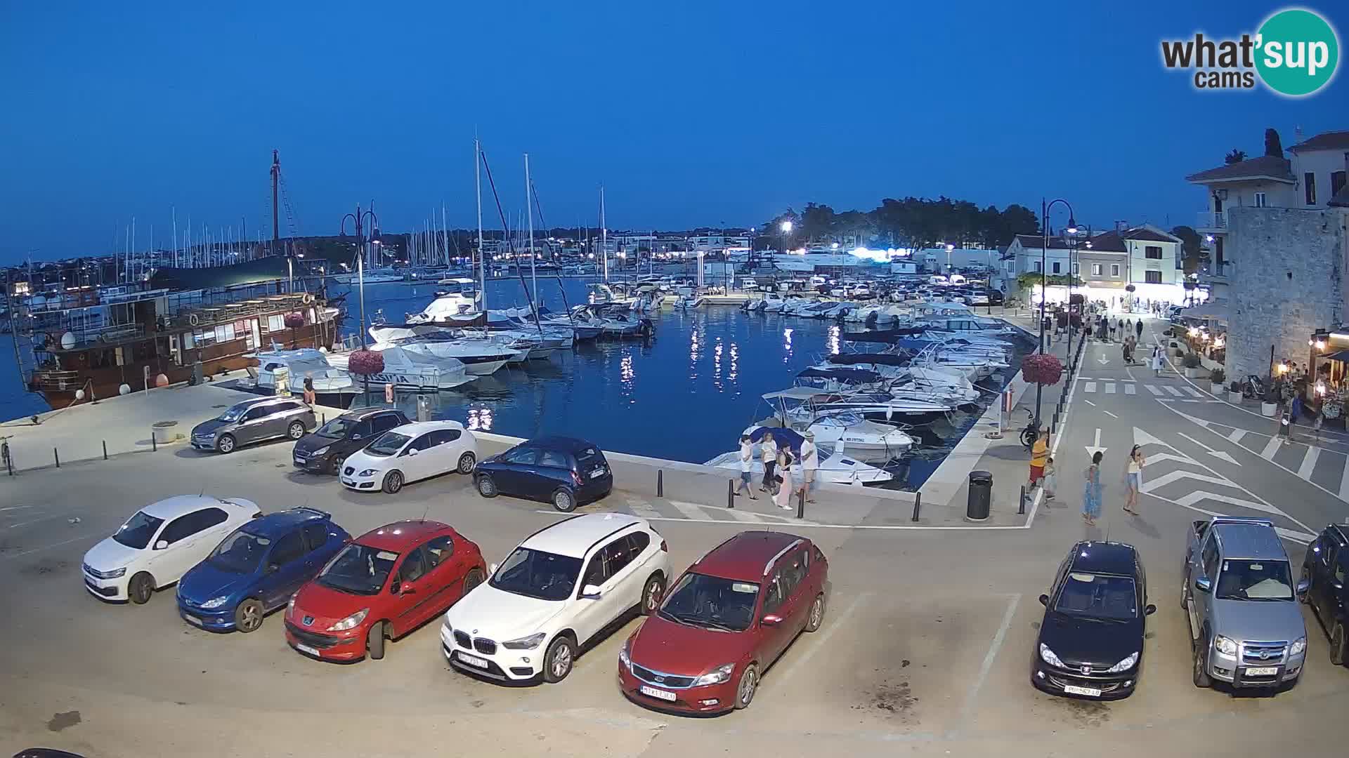 Novigrad | Porporela marina