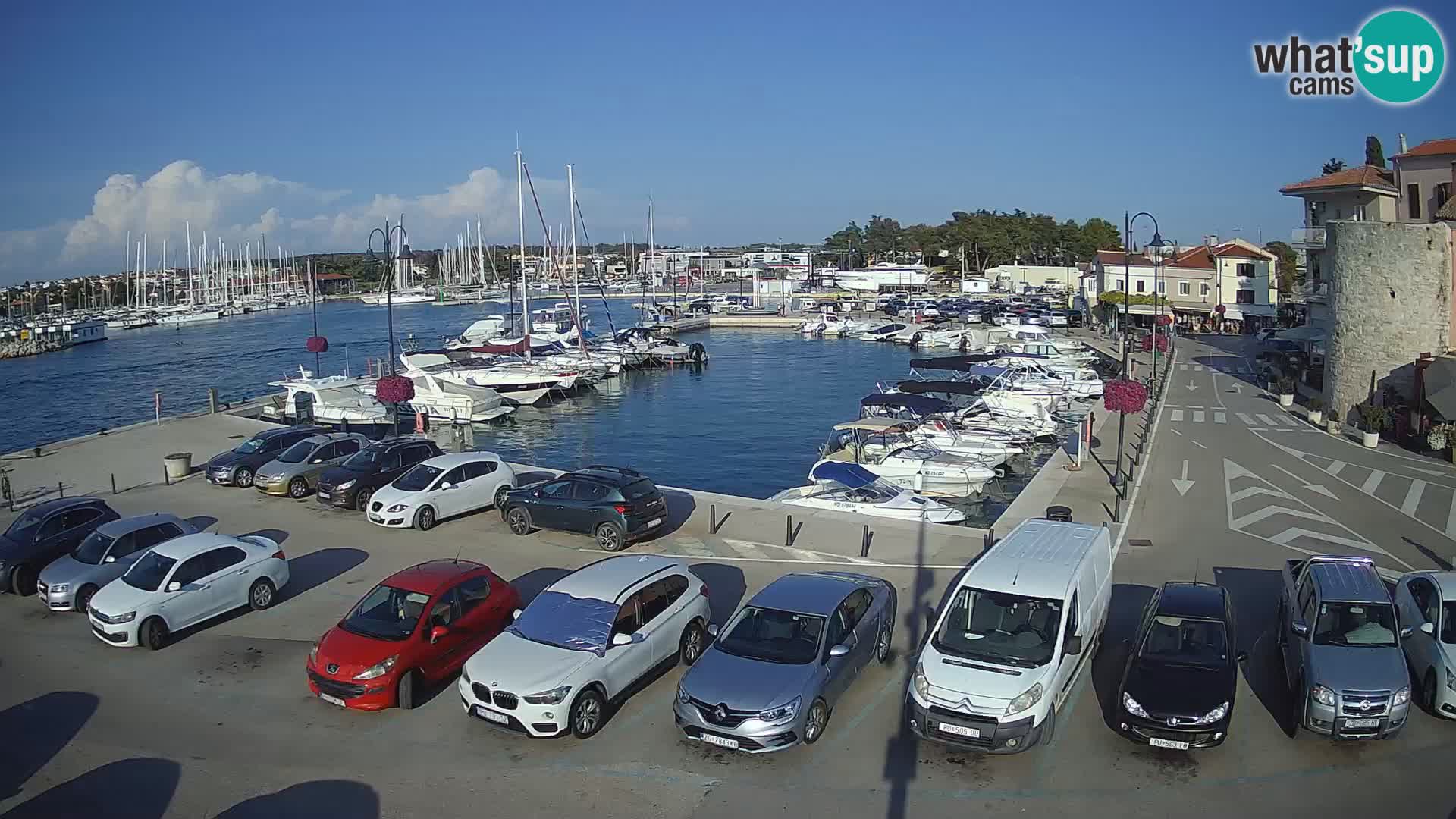Novigrad | Porporela marina
