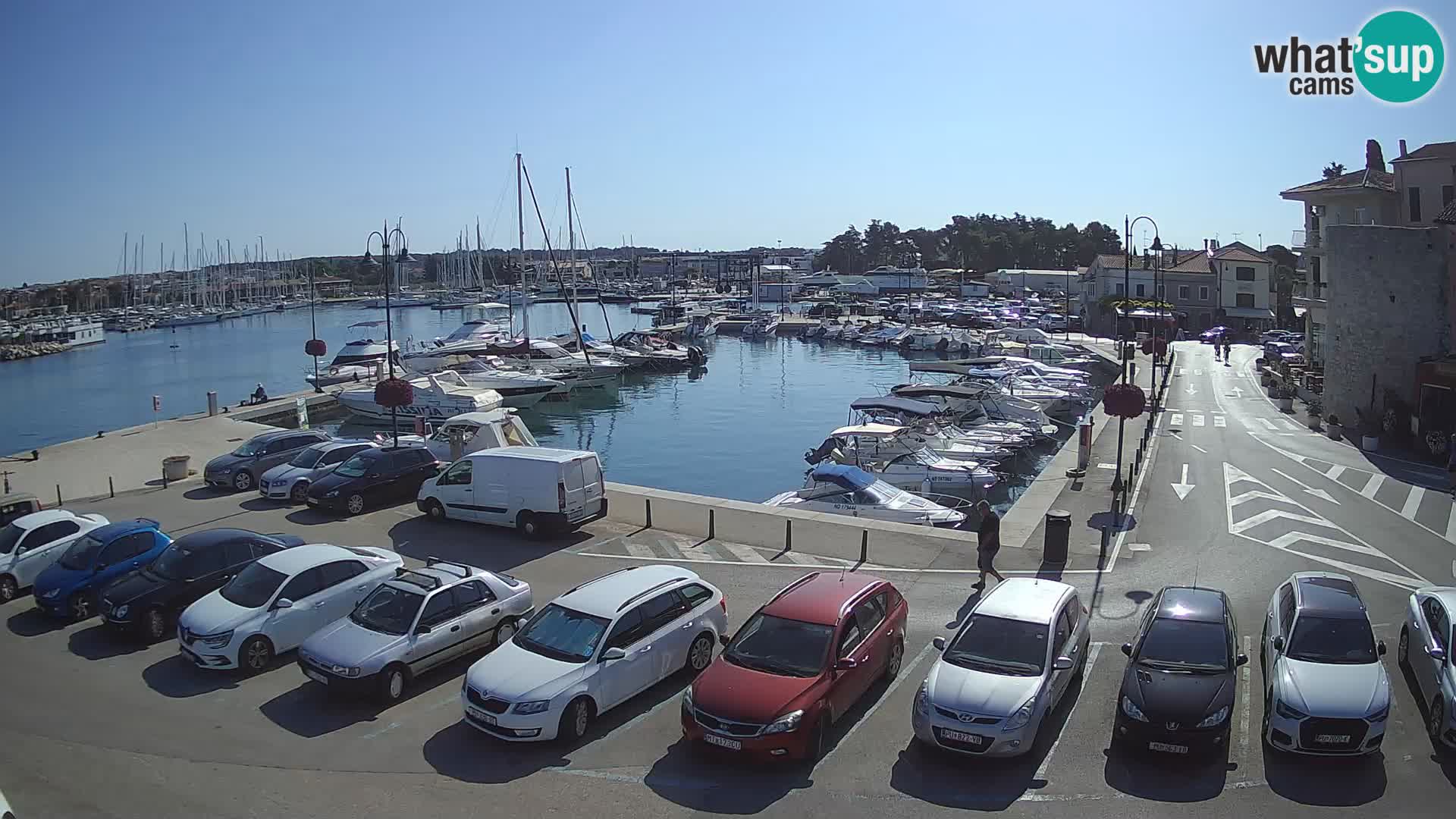 Novigrad | Porporela marina