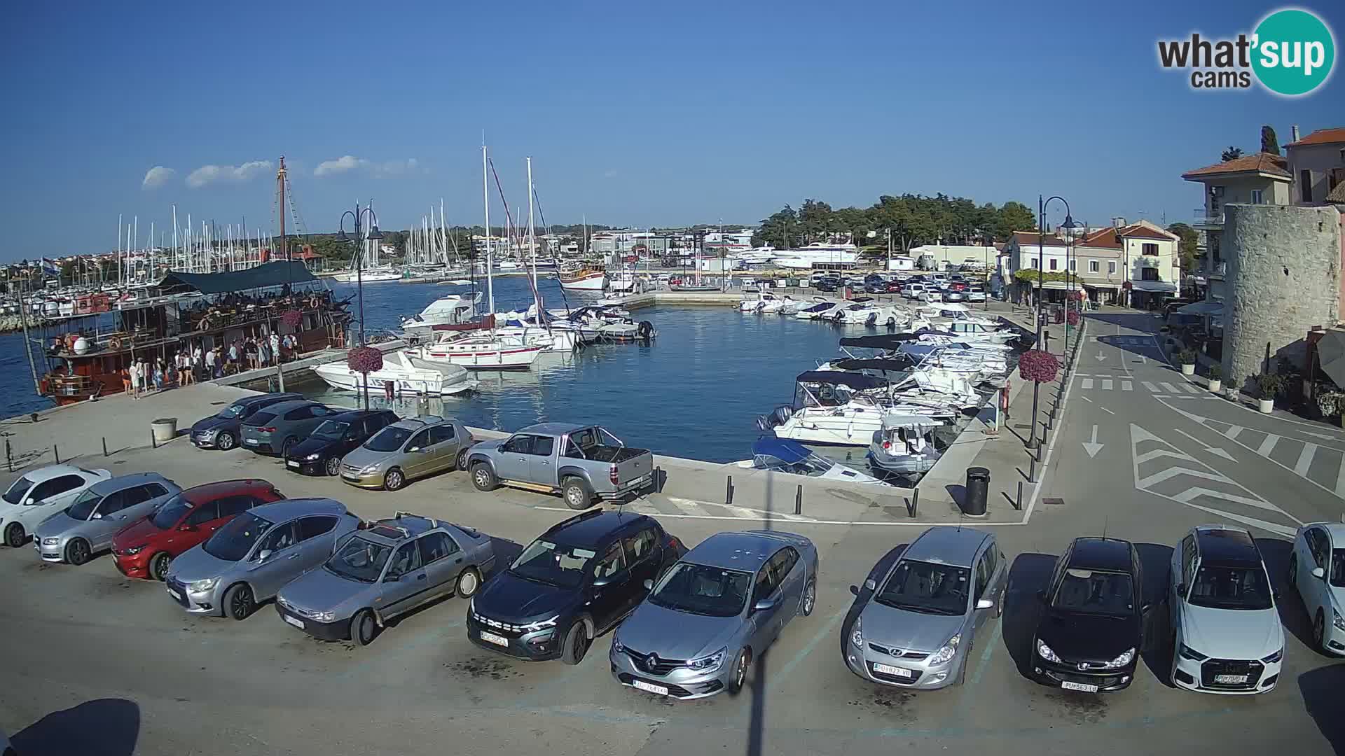 Novigrad | Porporela marina
