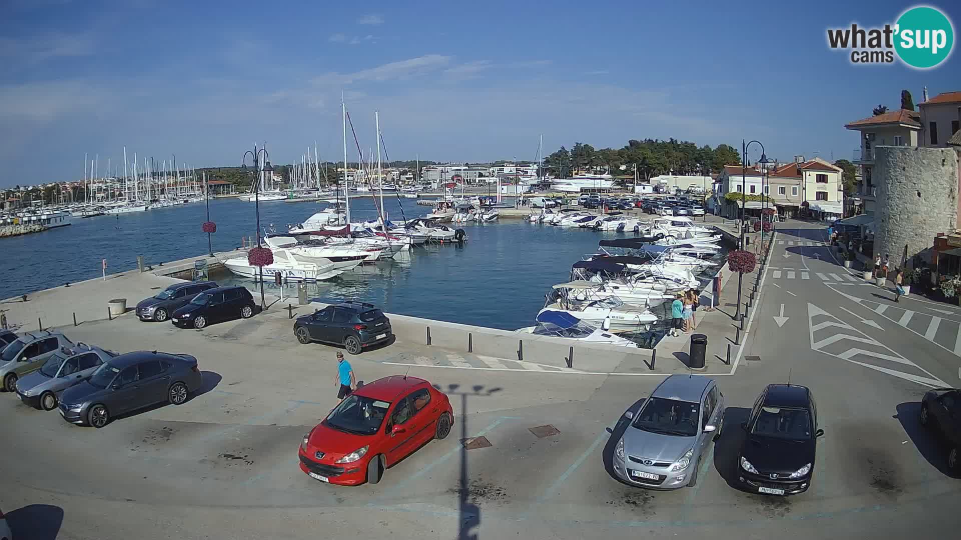 Novigrad | Porporela marina