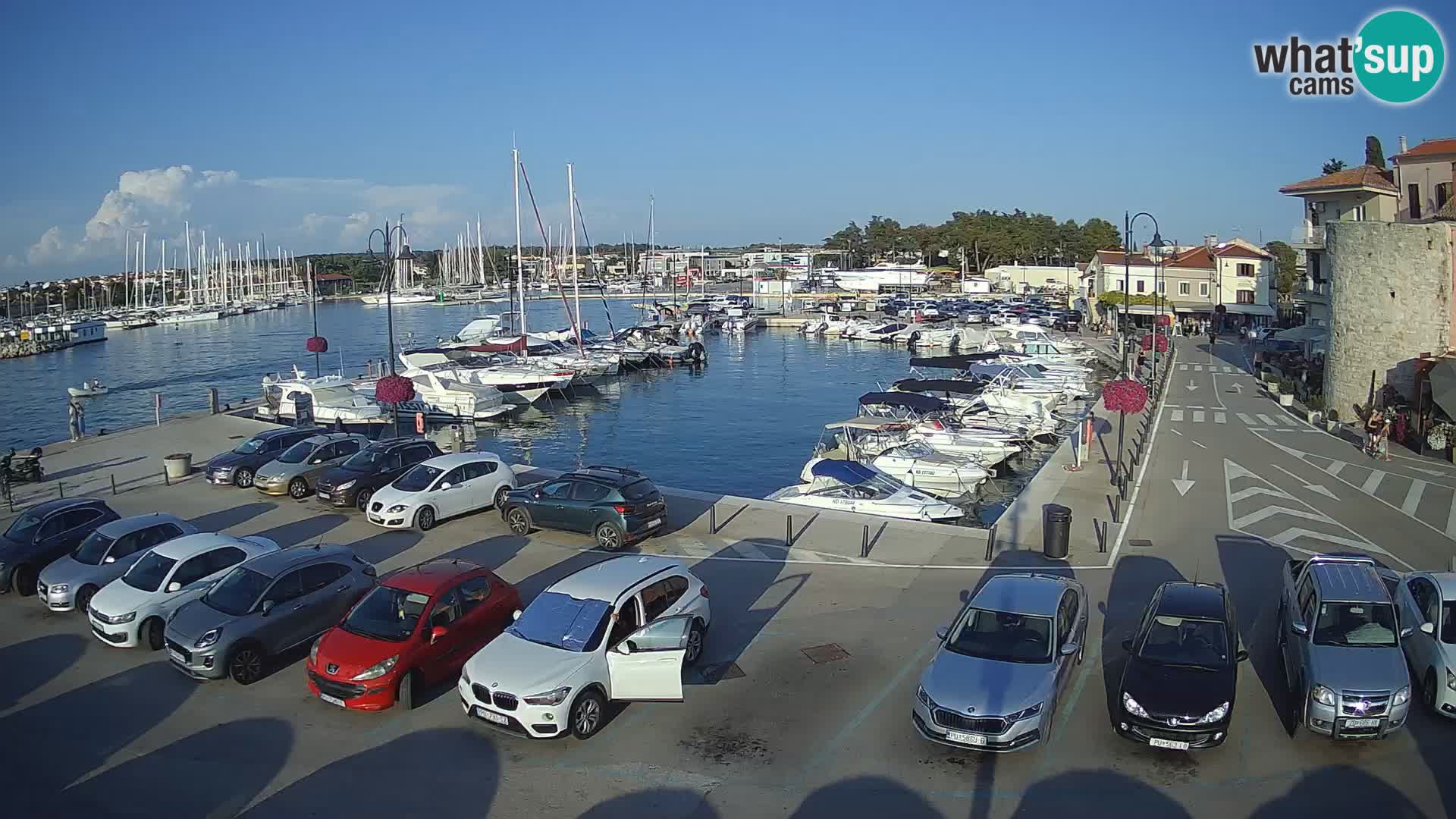 Novigrad | Porporela marina