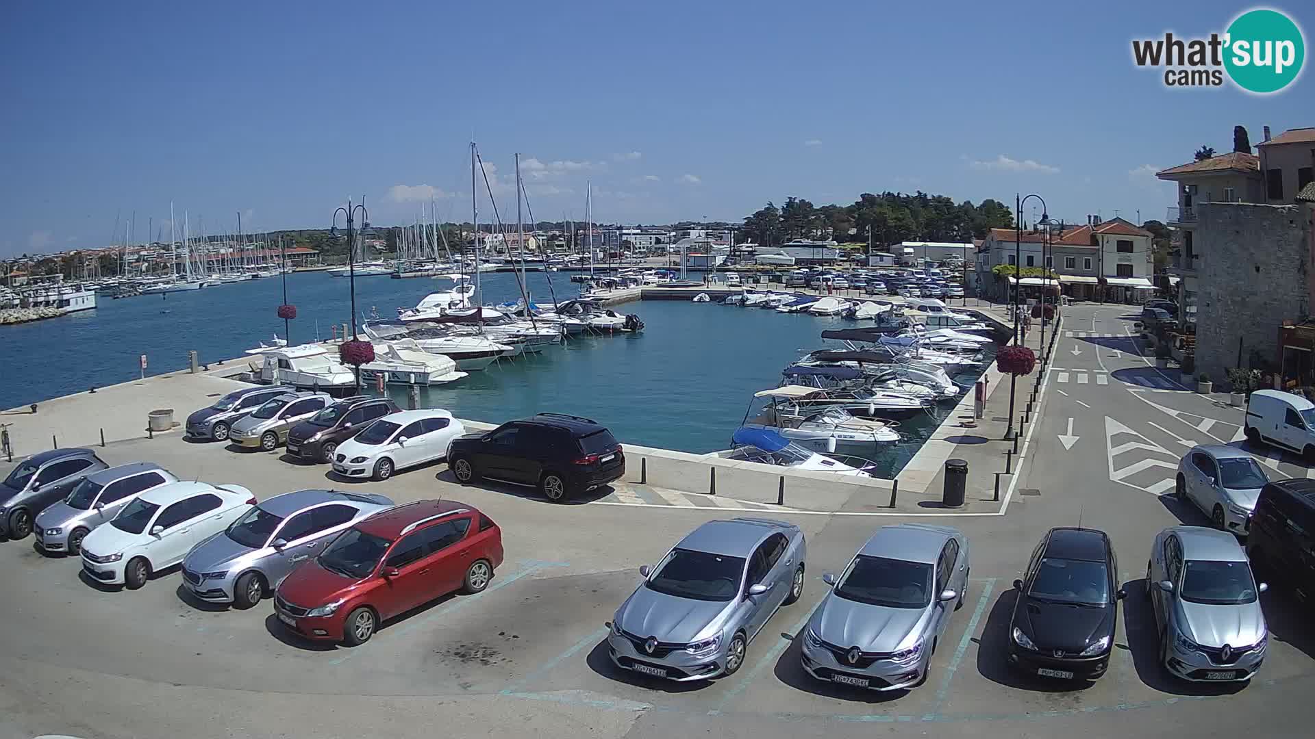 Novigrad | Porporela marina