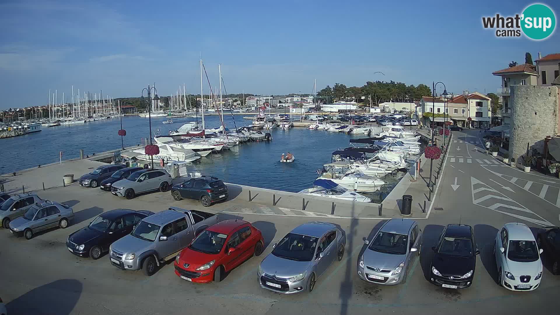 Novigrad | Porporela marina