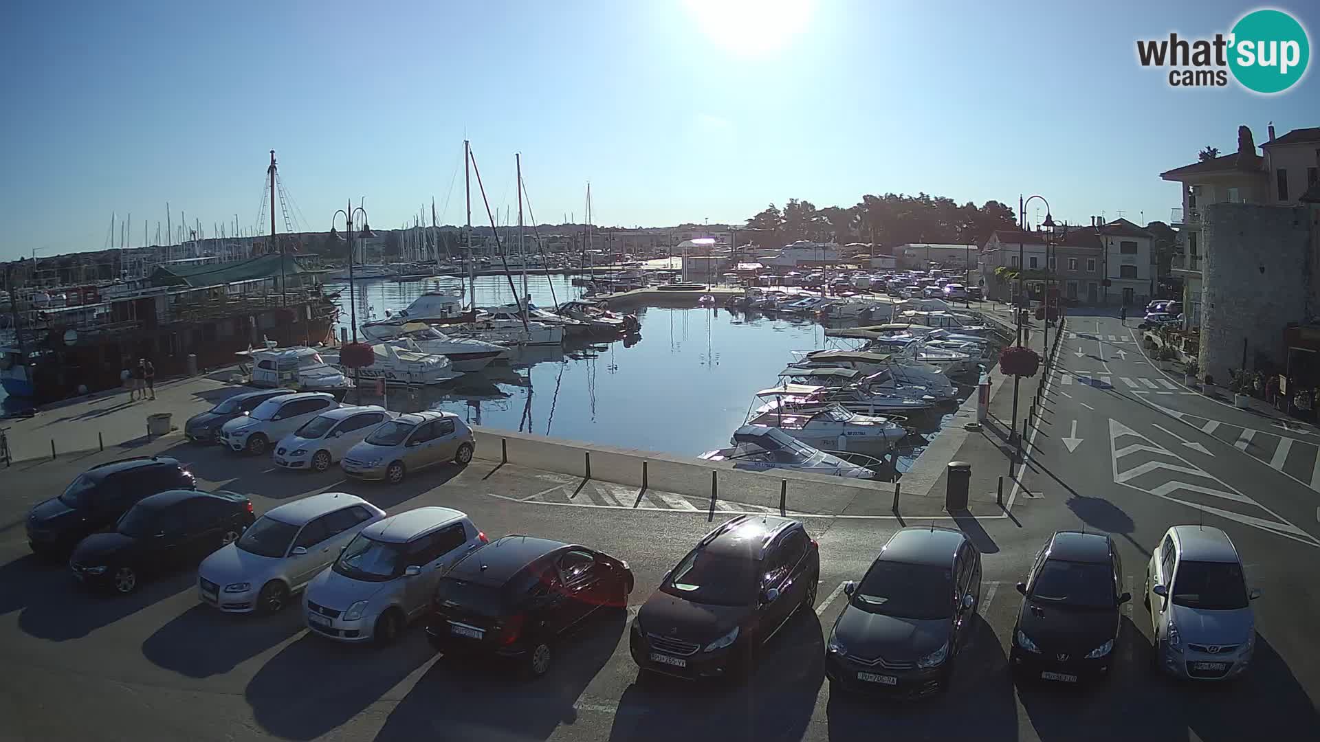 Novigrad | Porporela marina