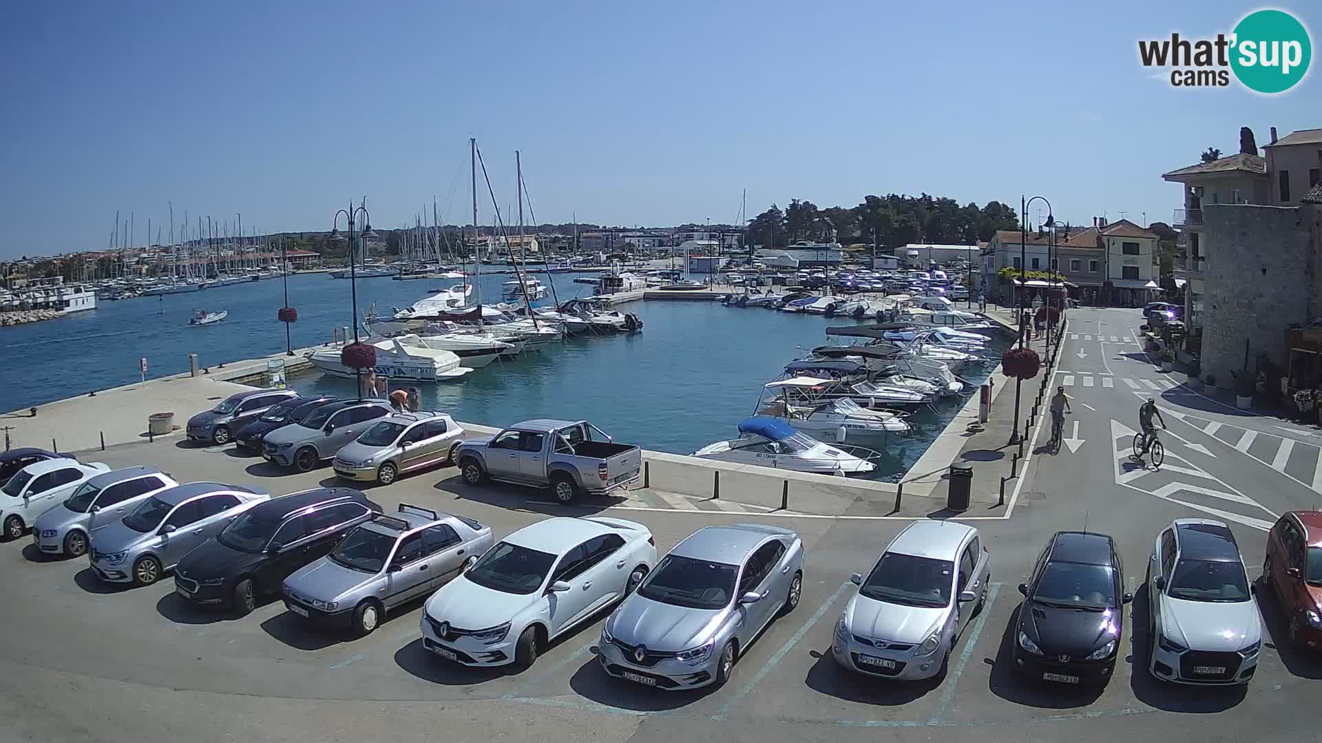 Novigrad | Porporela marina