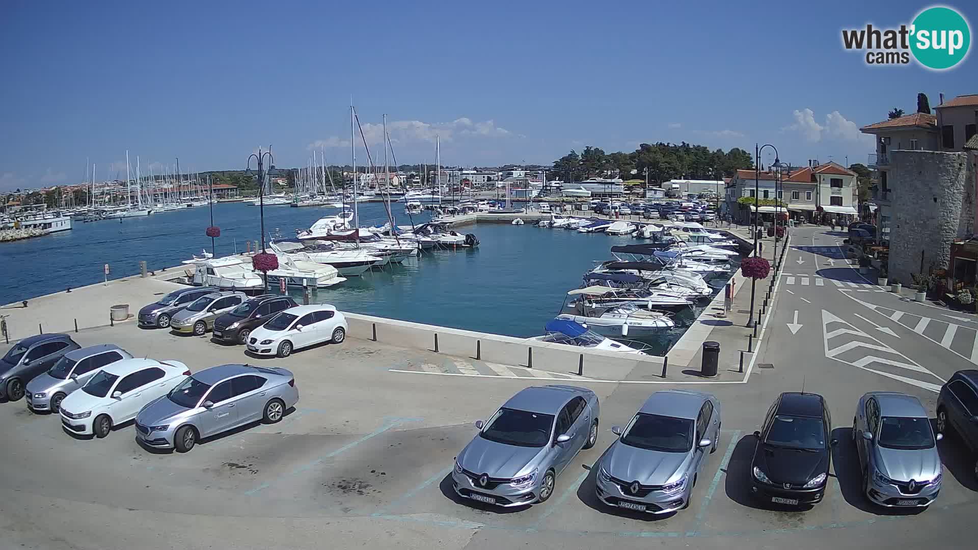 Novigrad | Porporela marina