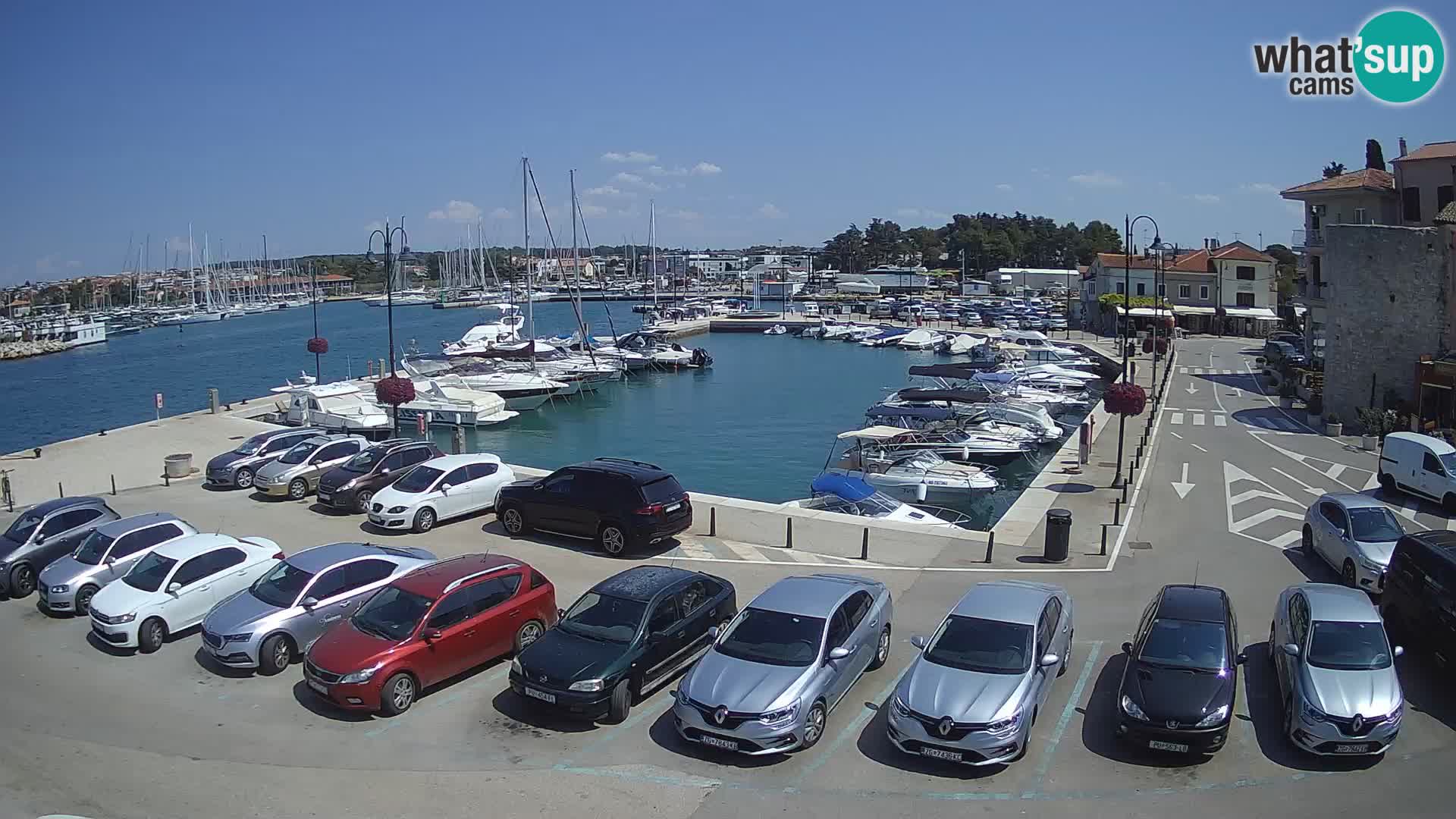 Novigrad | Porporela marina