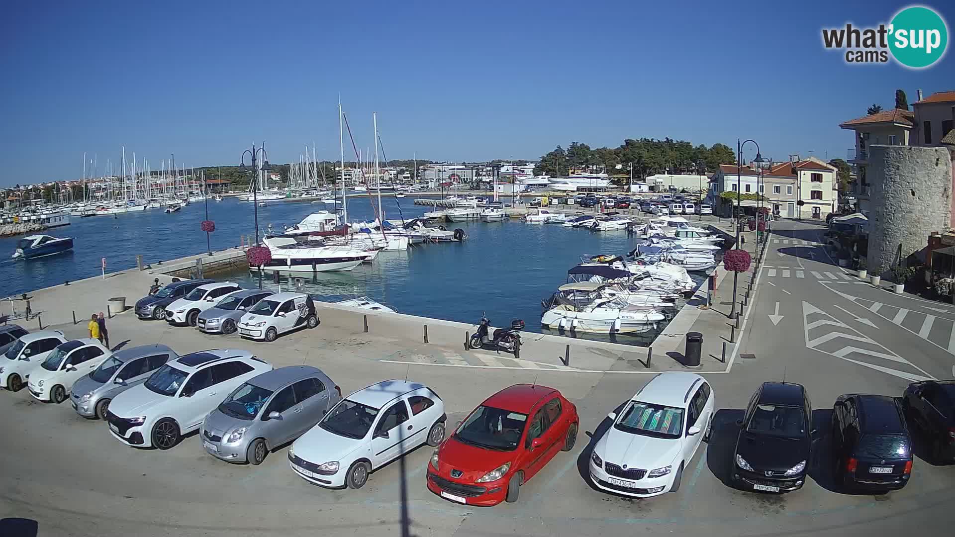 Novigrad | Porporela marina