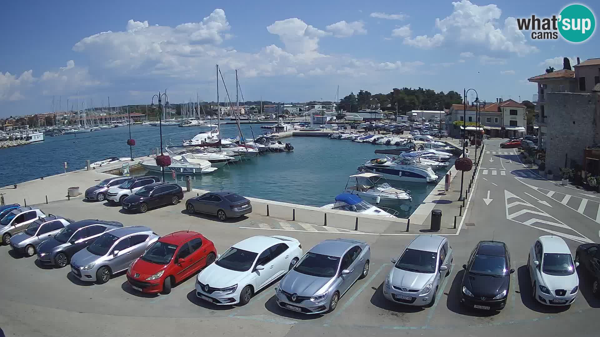 Novigrad | Porporela marina