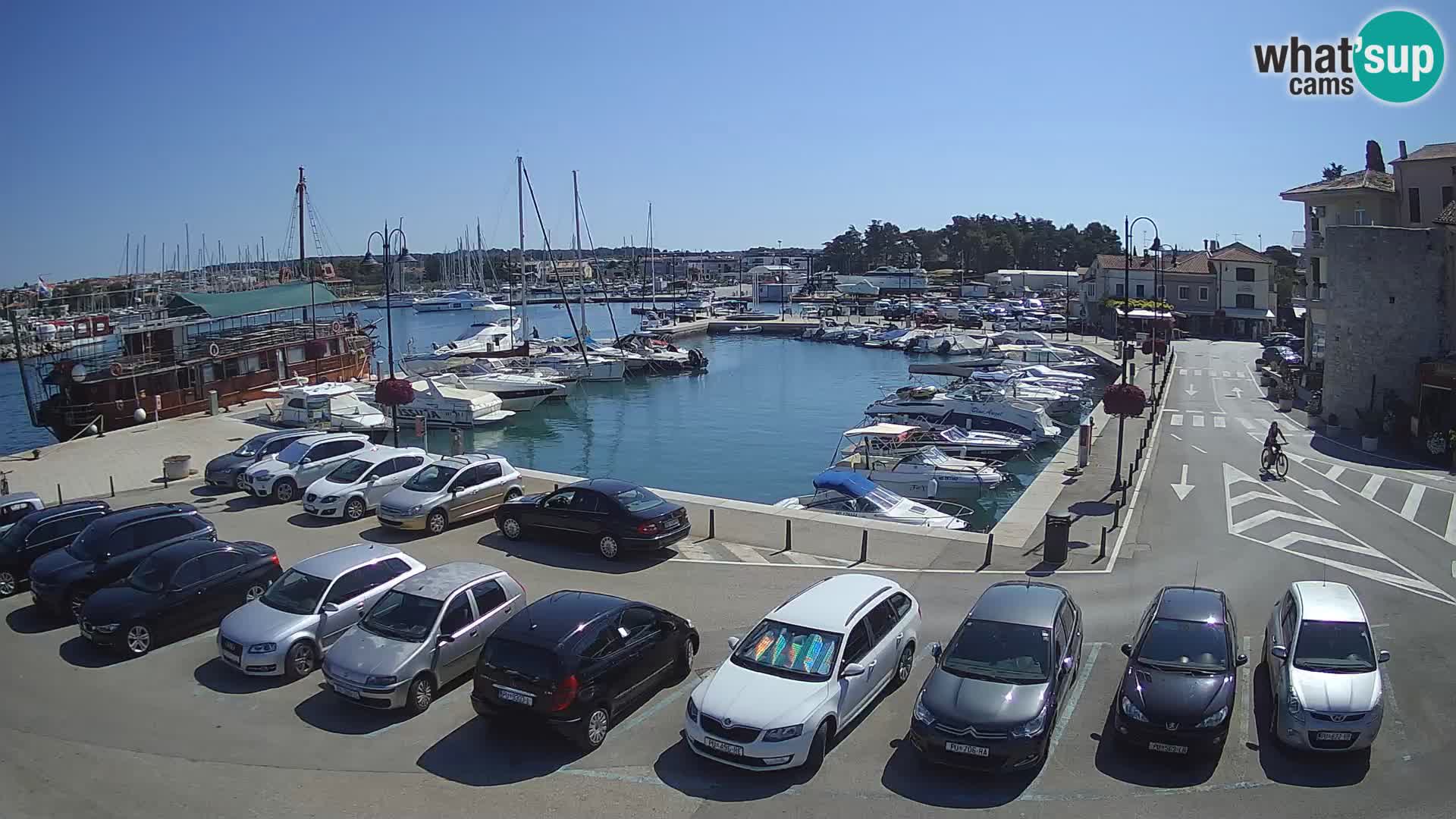Novigrad | Porporela marina