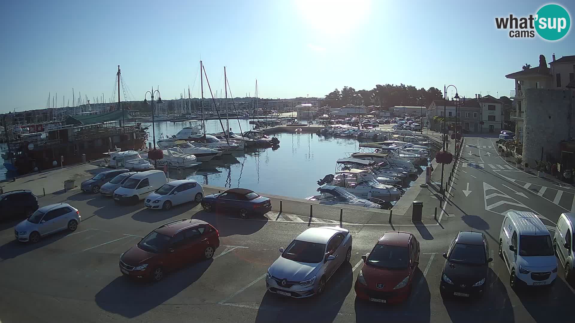 Novigrad | Porporela marina