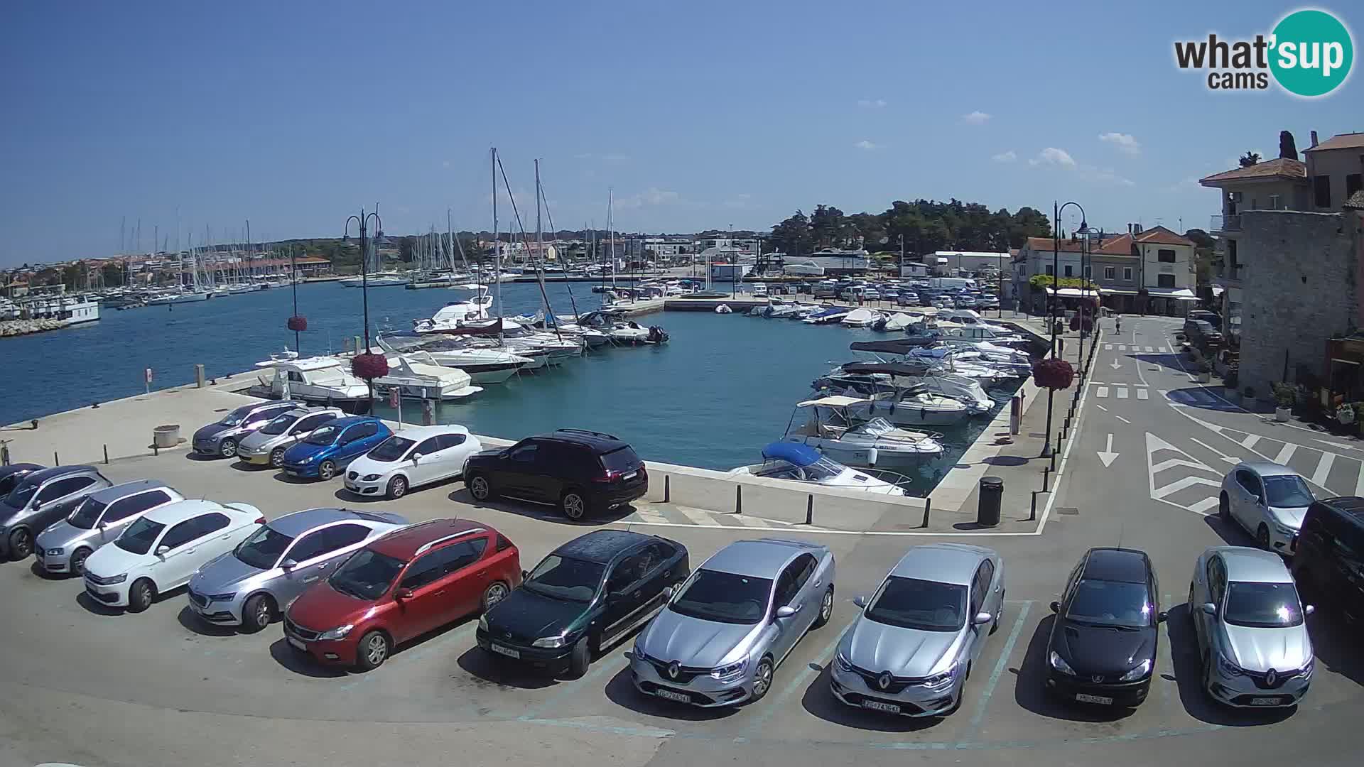 Novigrad | Porporela marina