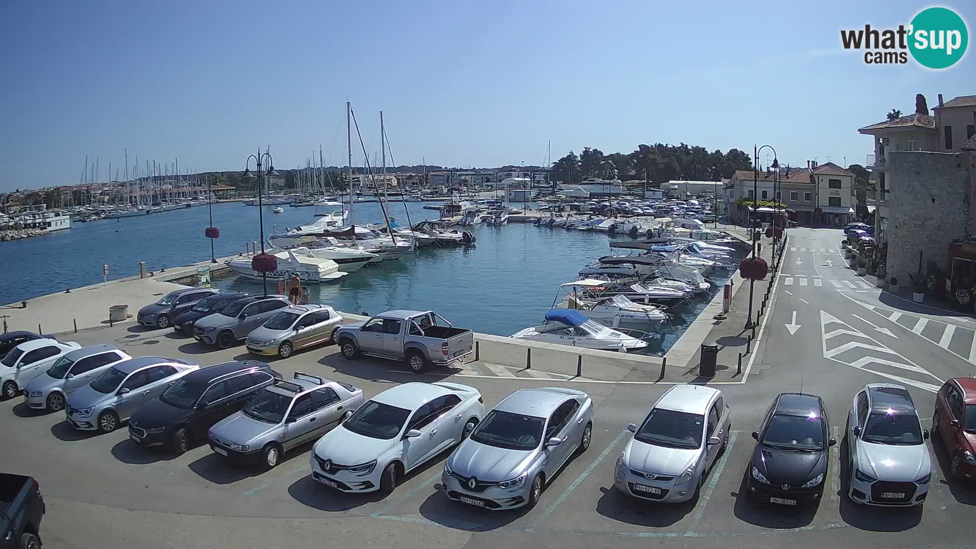 Novigrad | Porporela marina