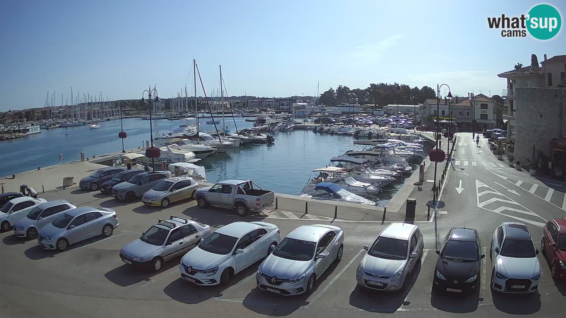 Novigrad | Porporela marina