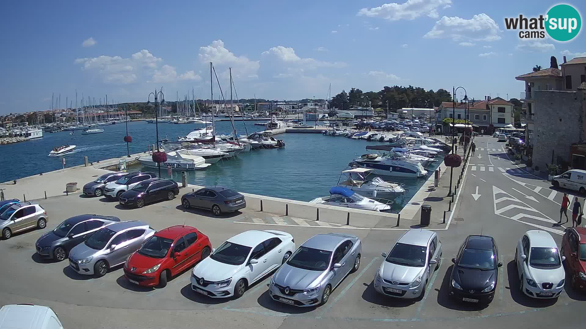 Novigrad | Porporela marina