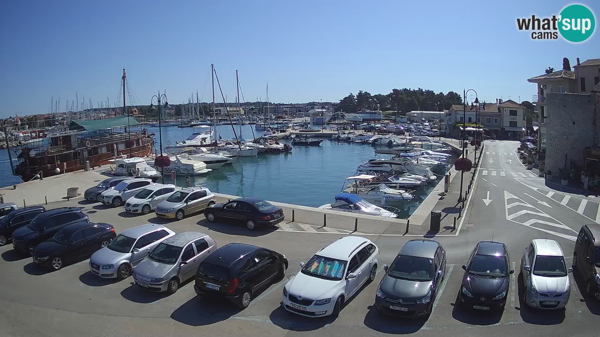 Novigrad | Porporela marina