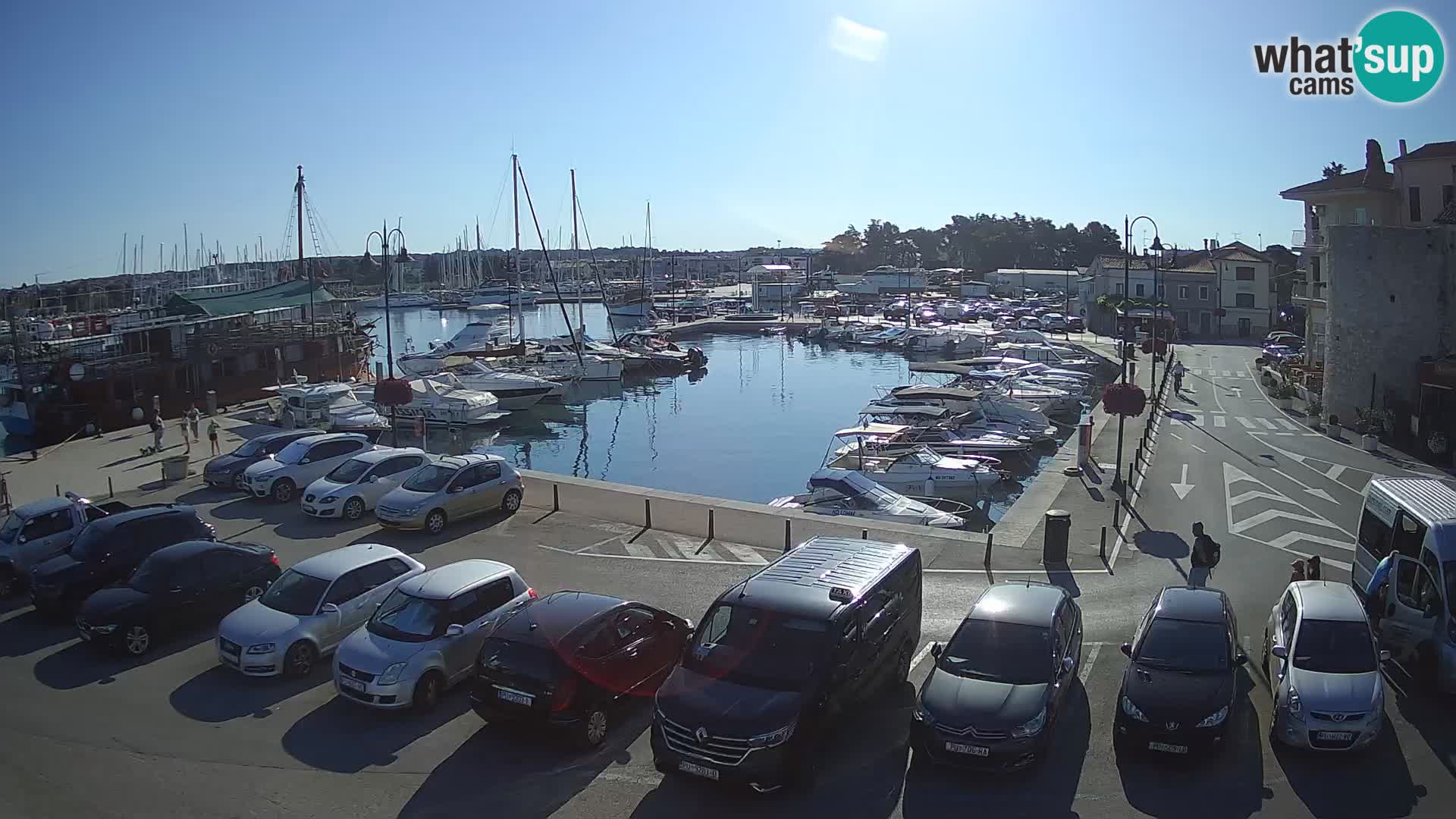 Novigrad | Porporela marina