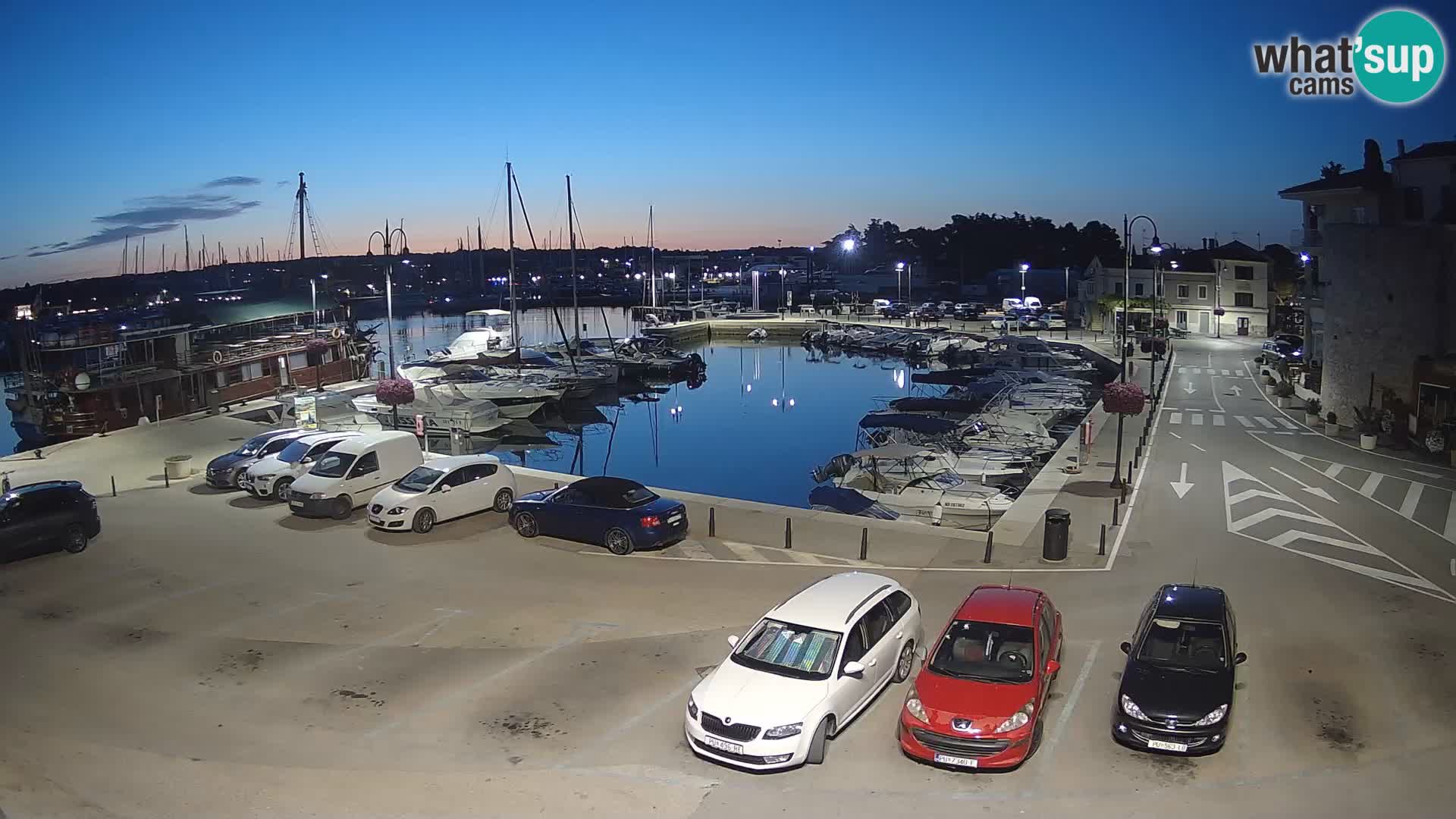 Novigrad | Porporela marina