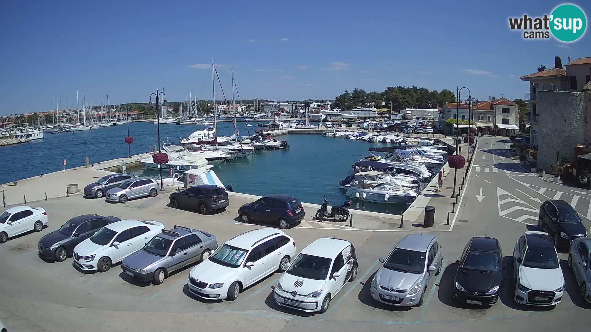 Novigrad | Porporela marina