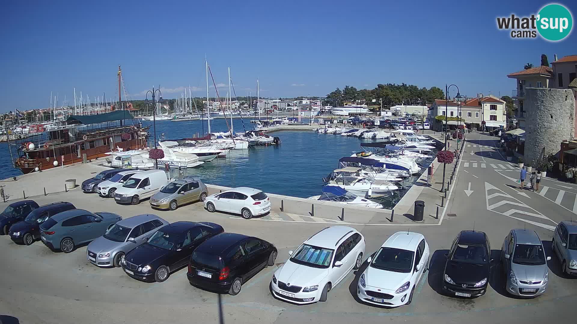Novigrad | Porporela marina