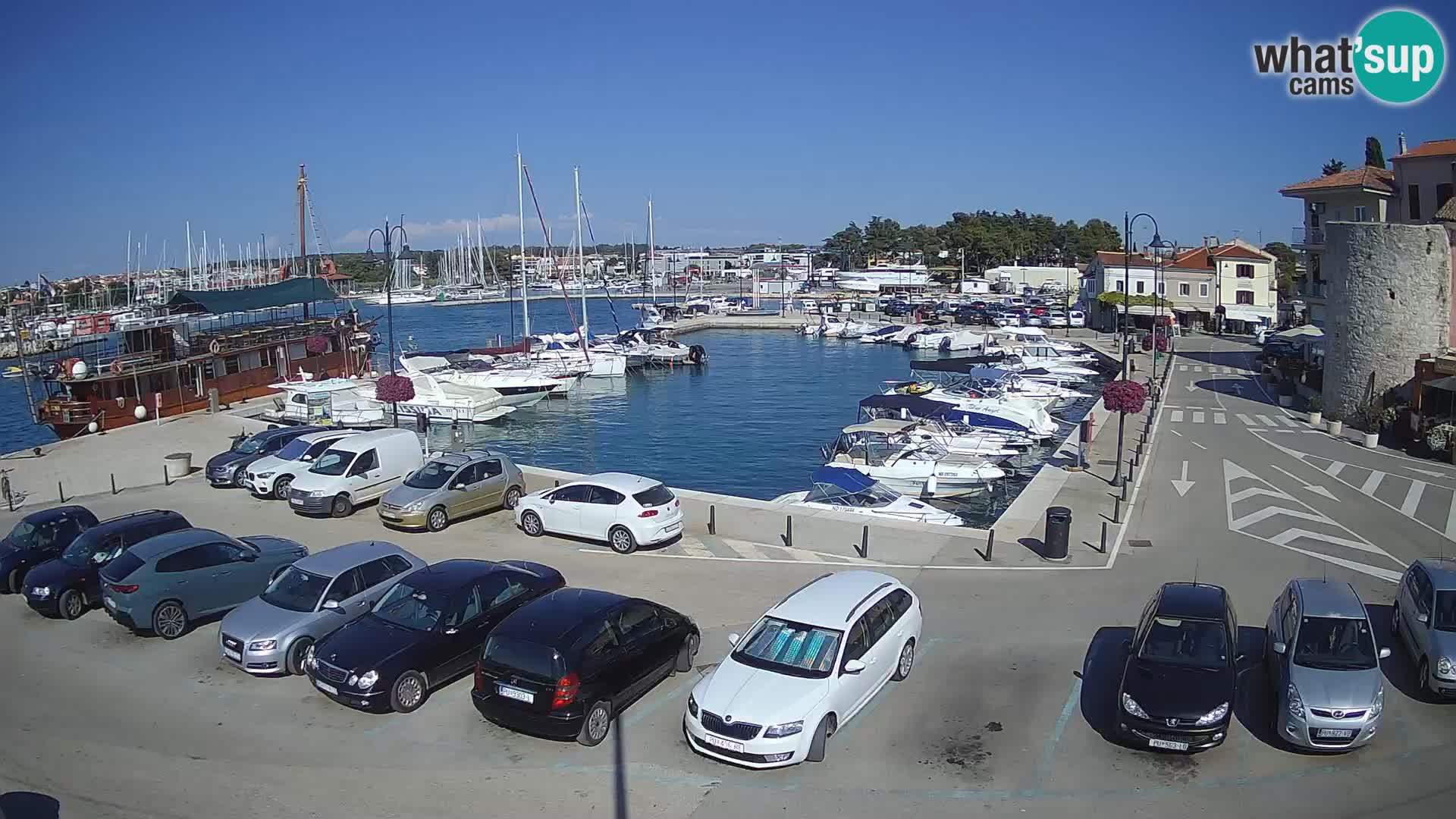 Novigrad | Porporela marina