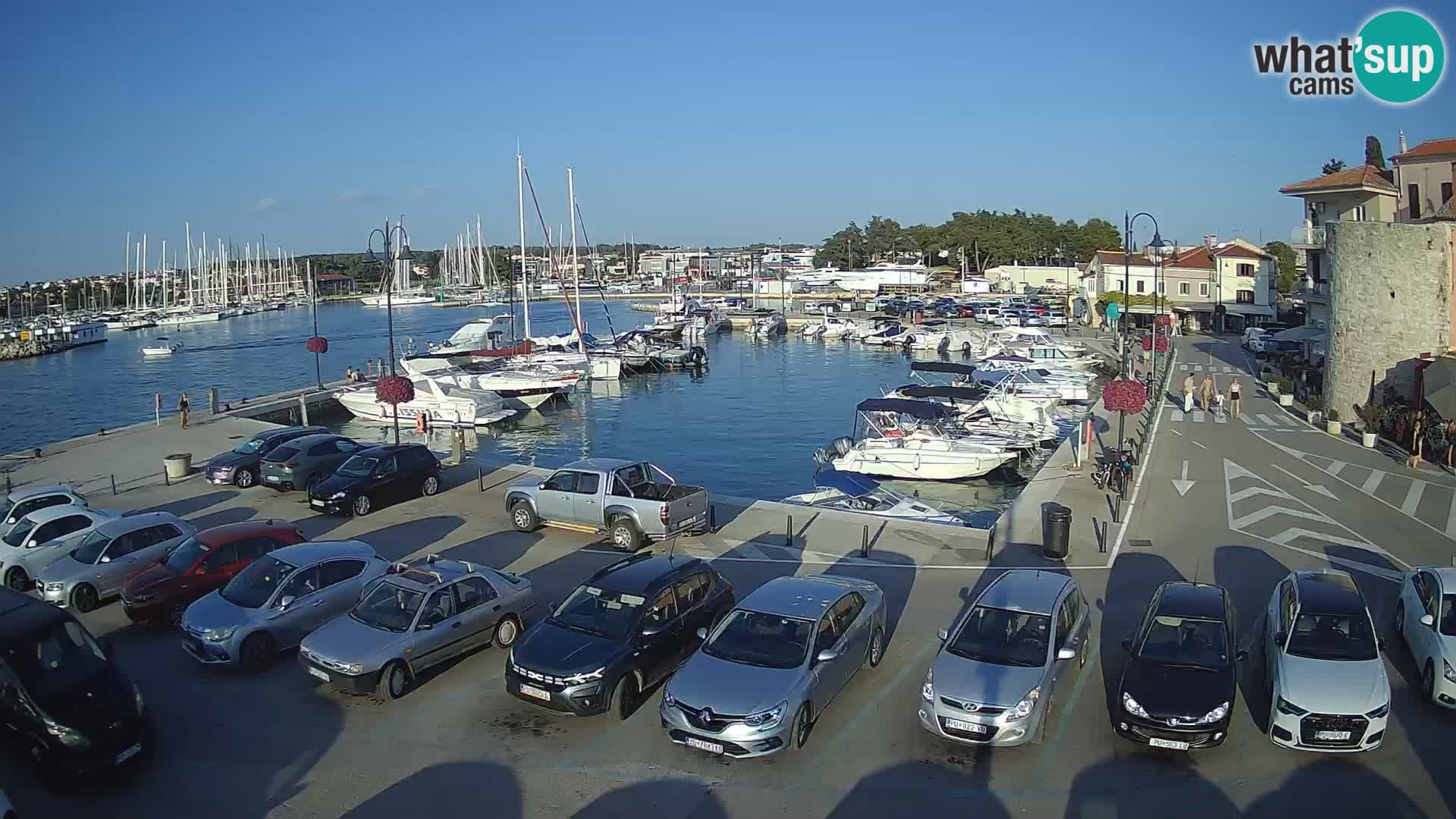 Novigrad | Porporela marina