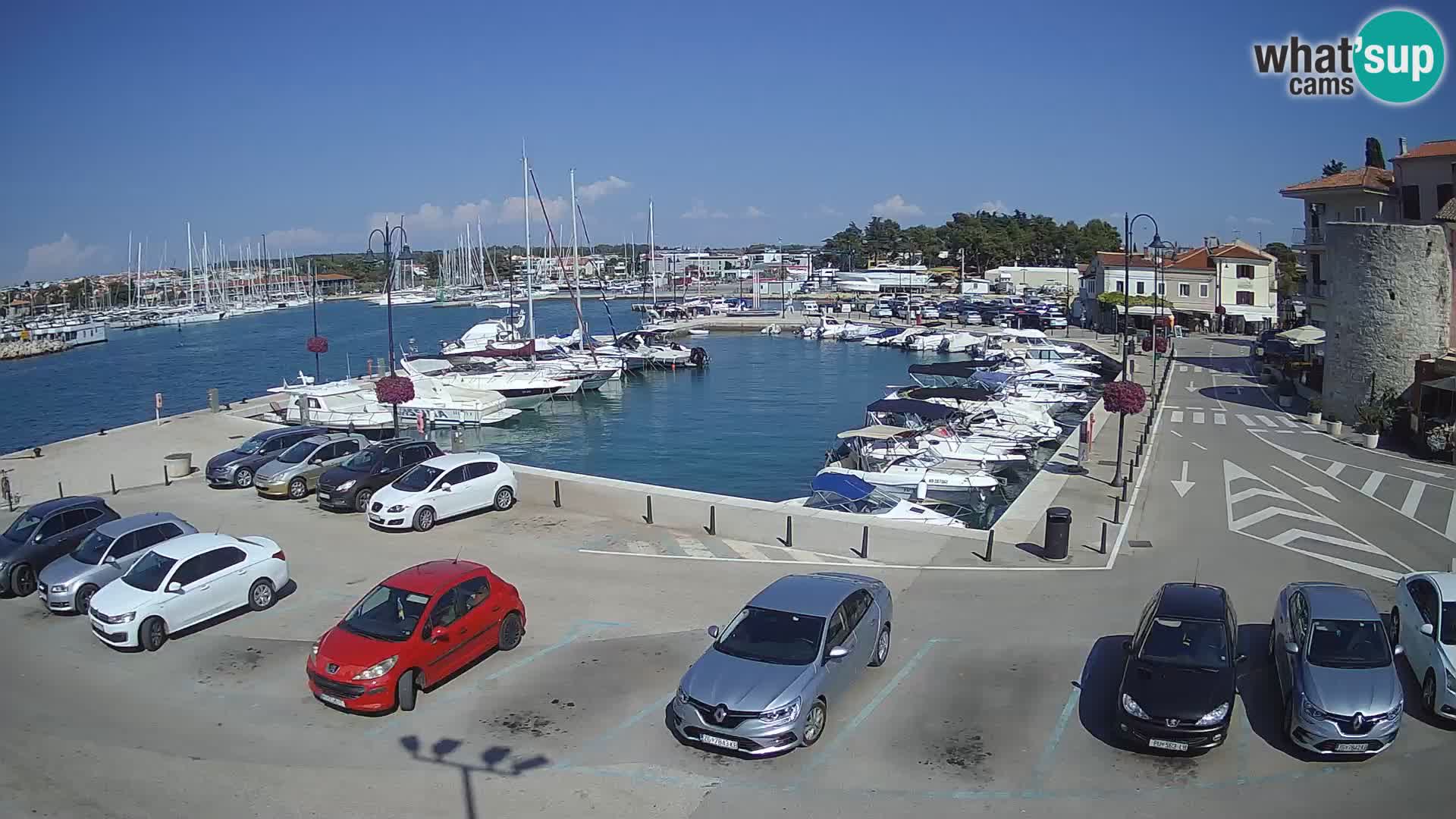 Novigrad | Porporela marina