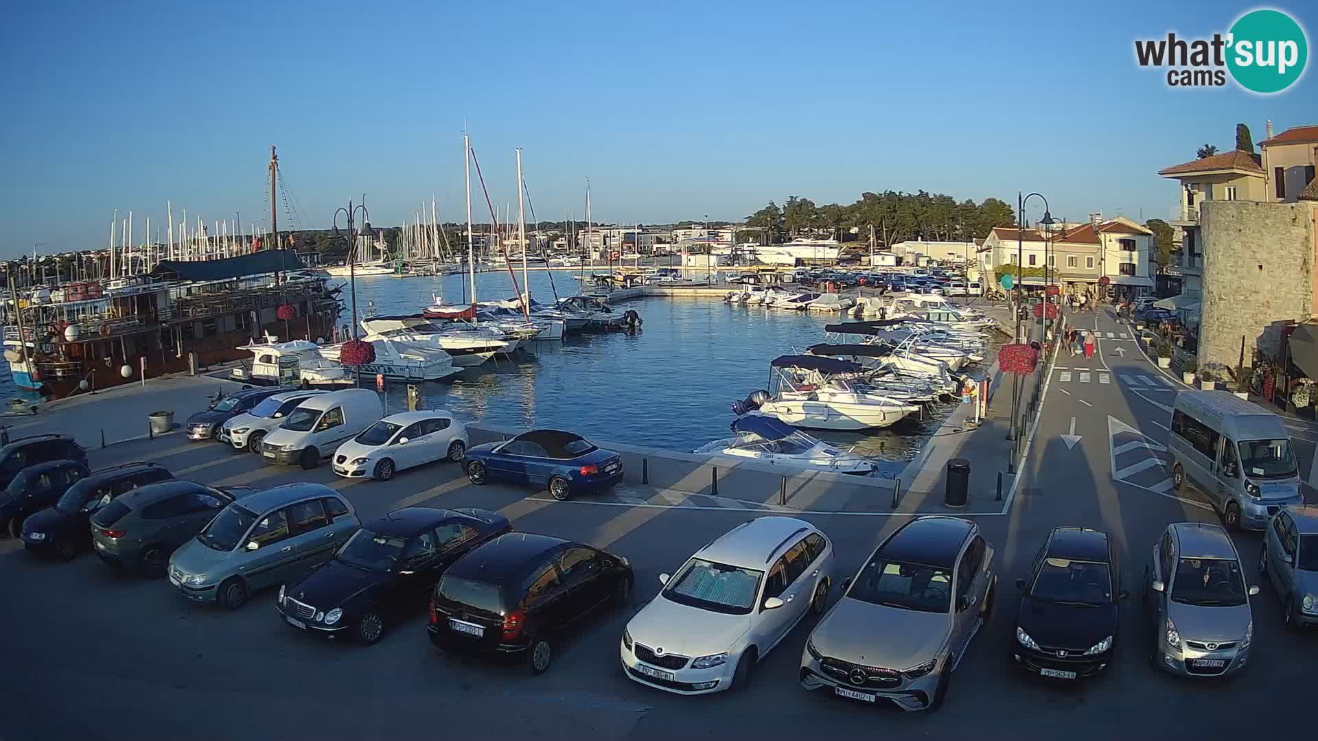 Novigrad | Porporela marina