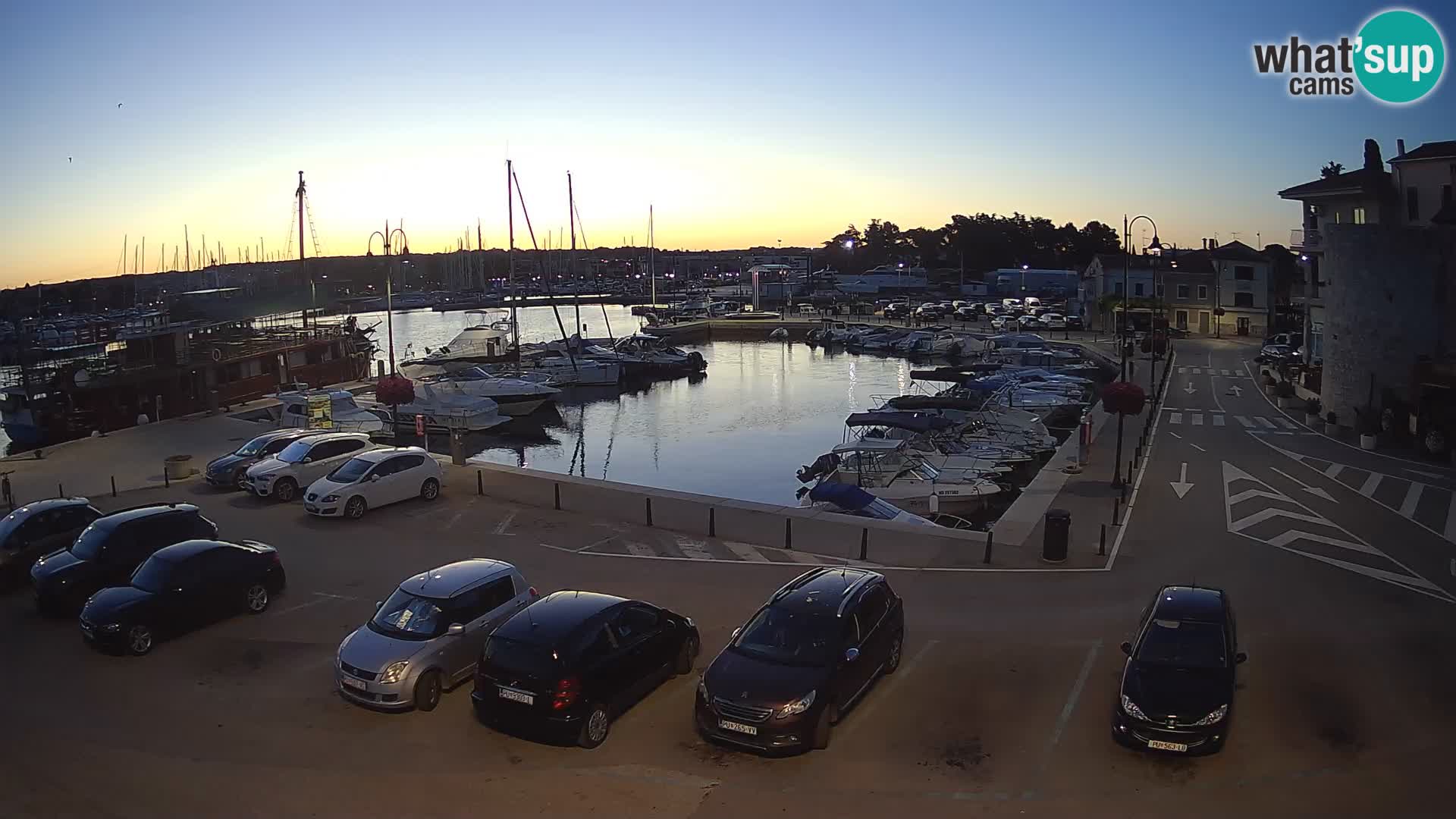 Novigrad | Porporela marina