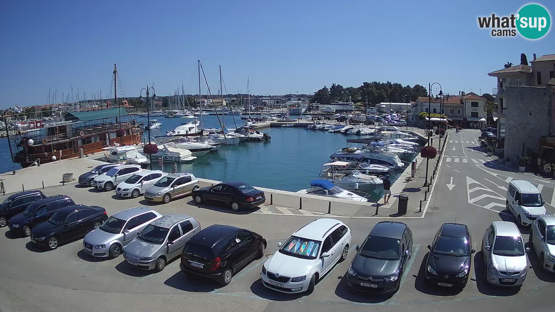 Novigrad | Porporela marina