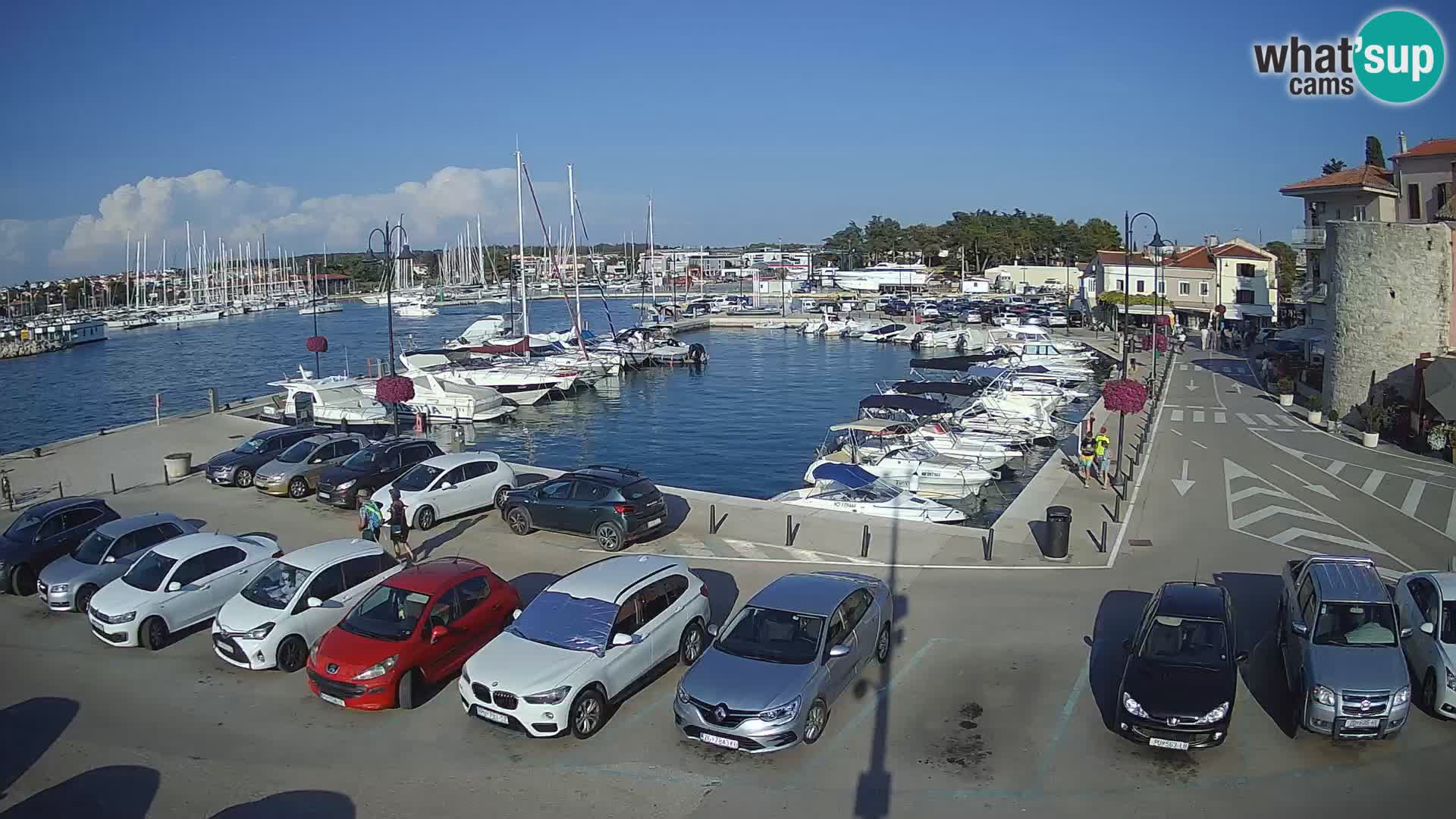 Novigrad | Porporela marina