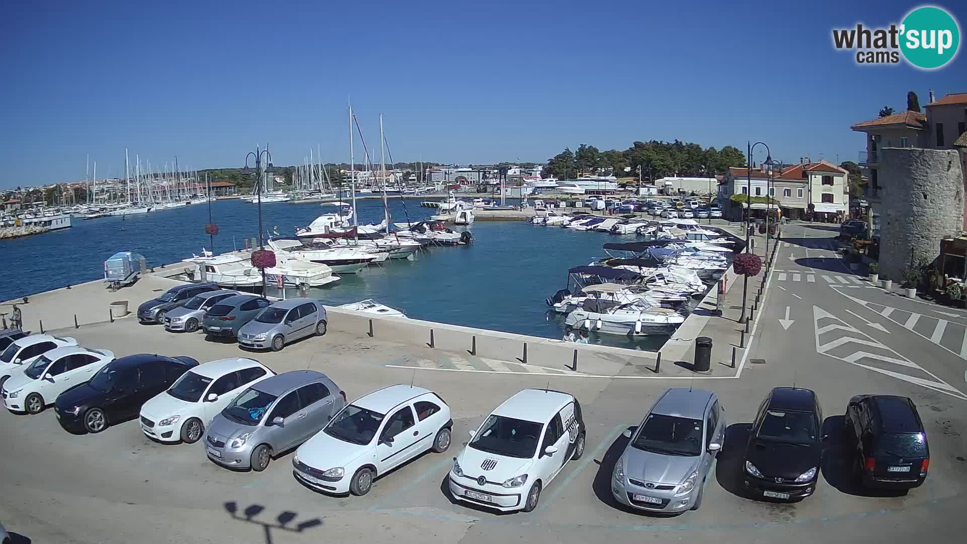 Novigrad | Porporela marina