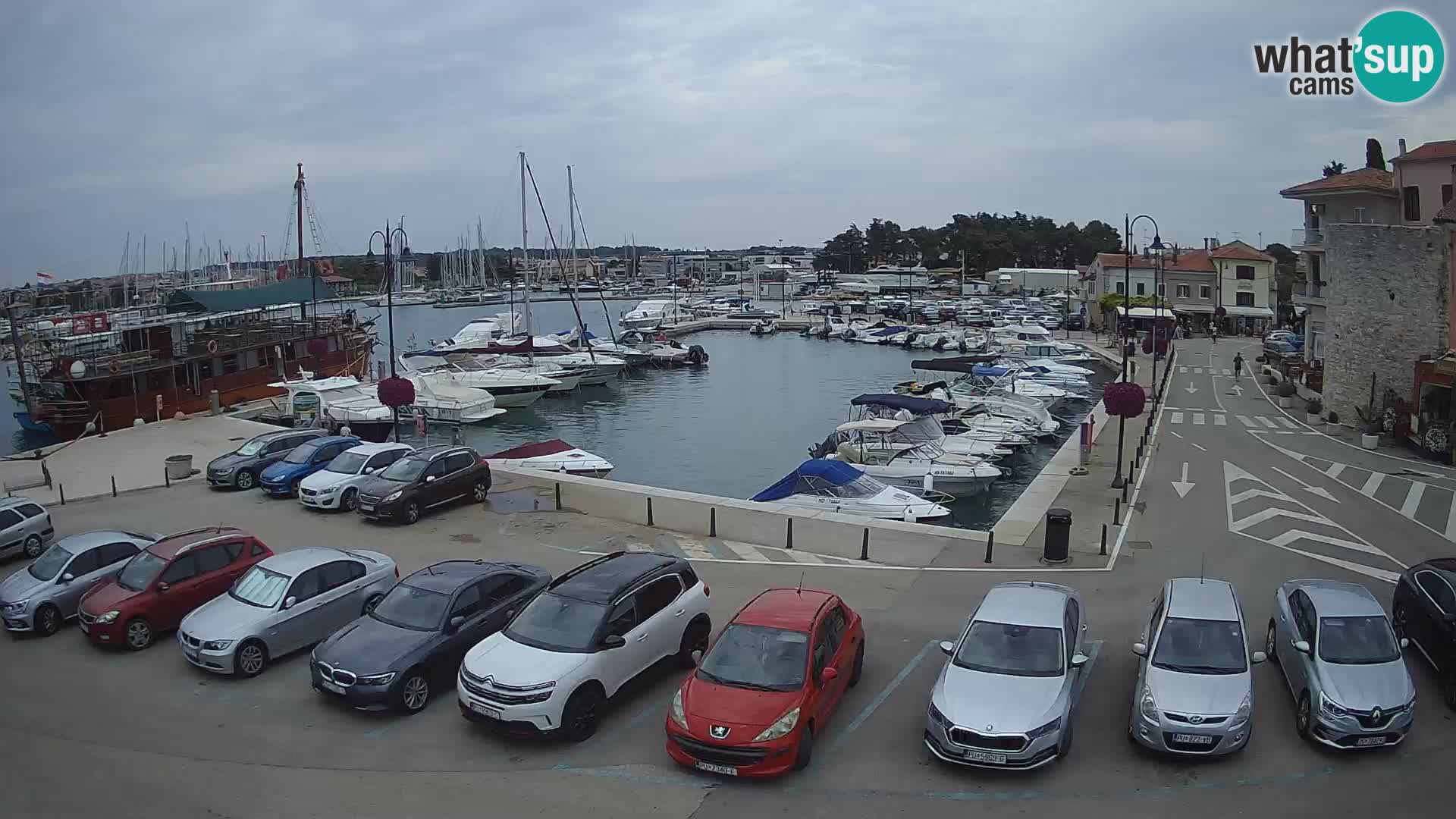Novigrad | Porporela marina