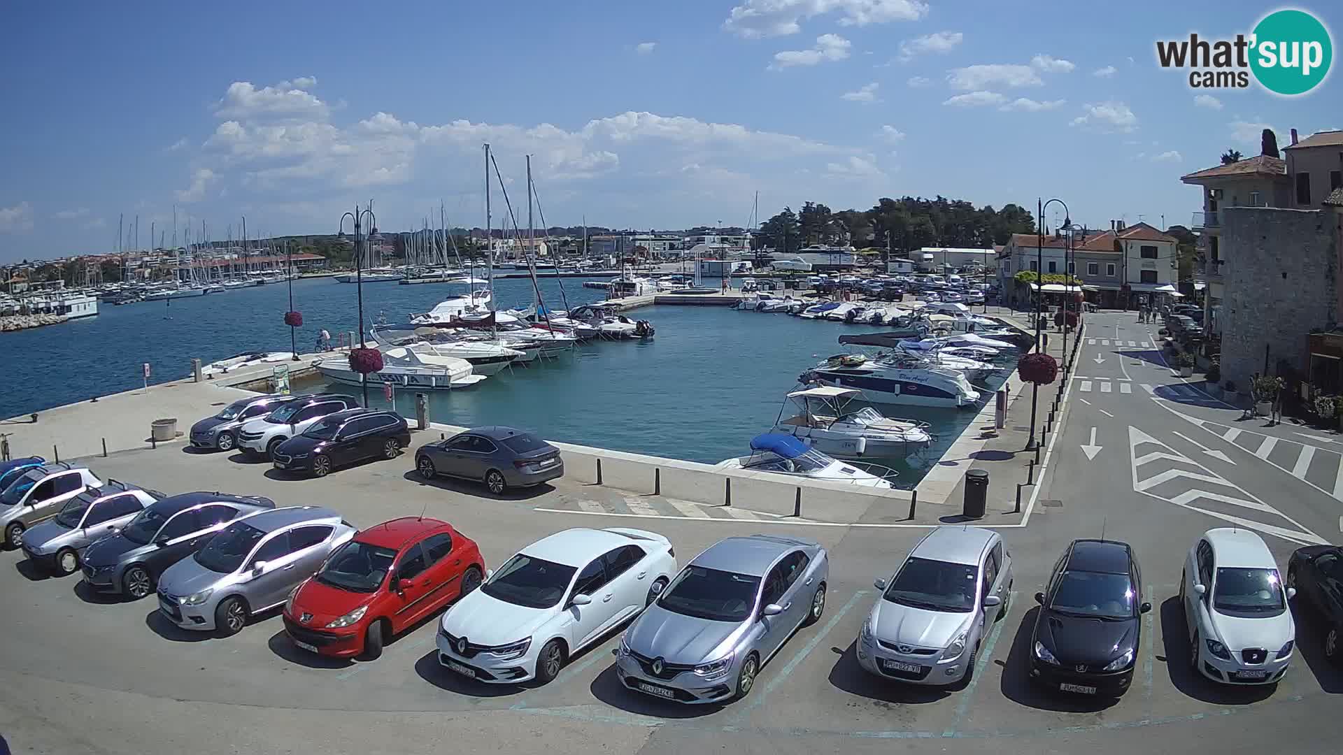 Novigrad | Porporela marina