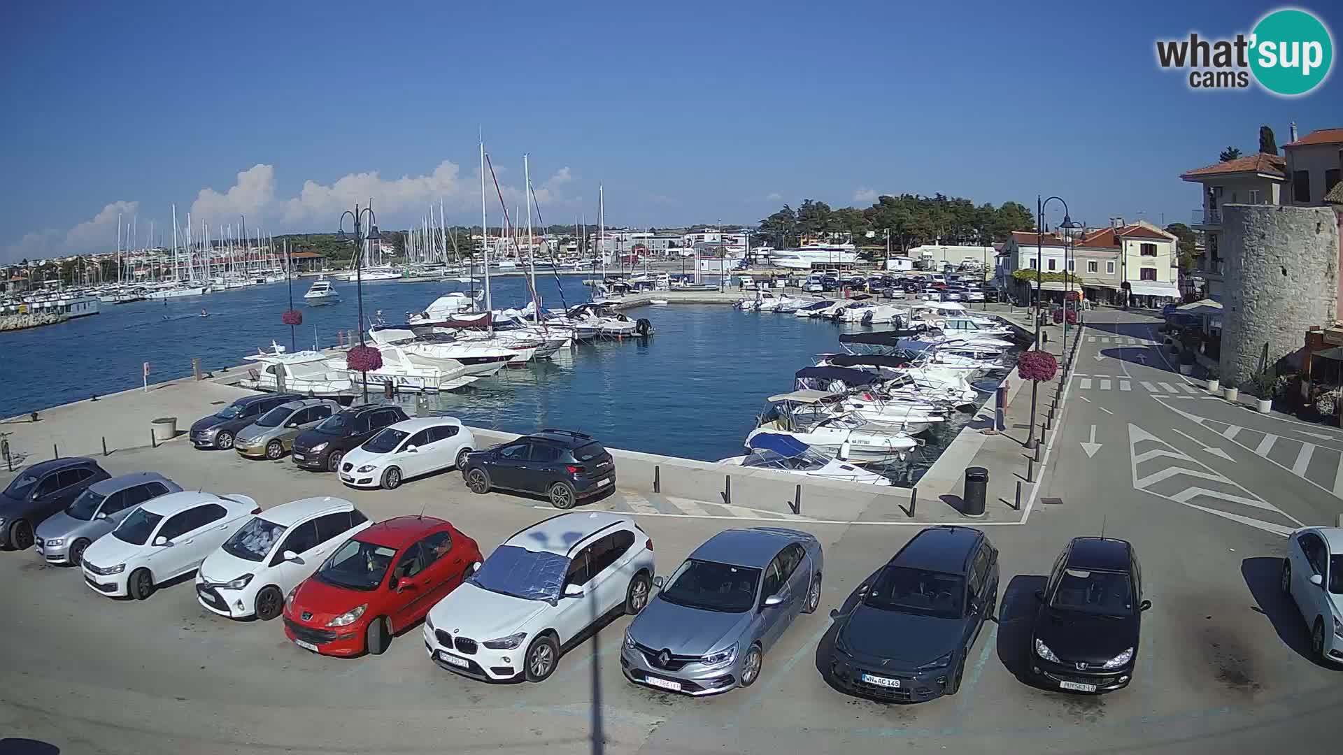 Novigrad | Porporela marina