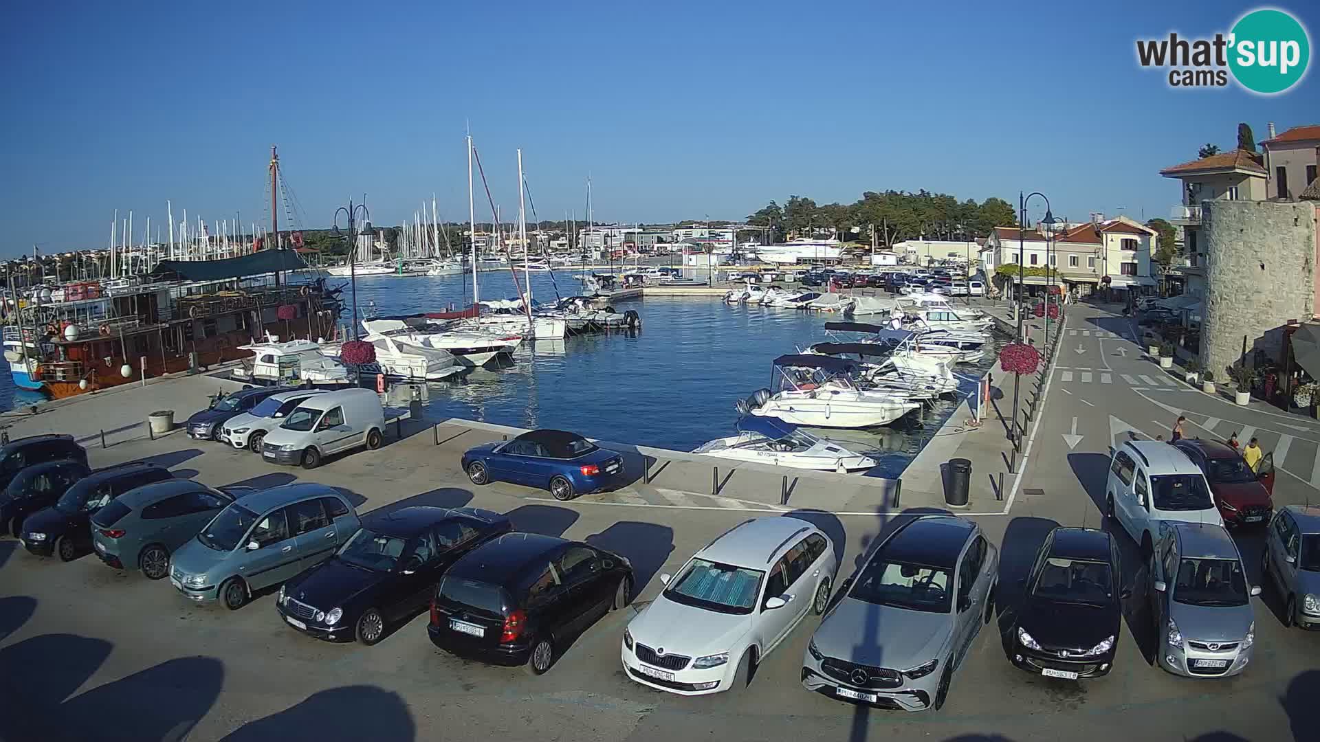 Novigrad | Porporela marina