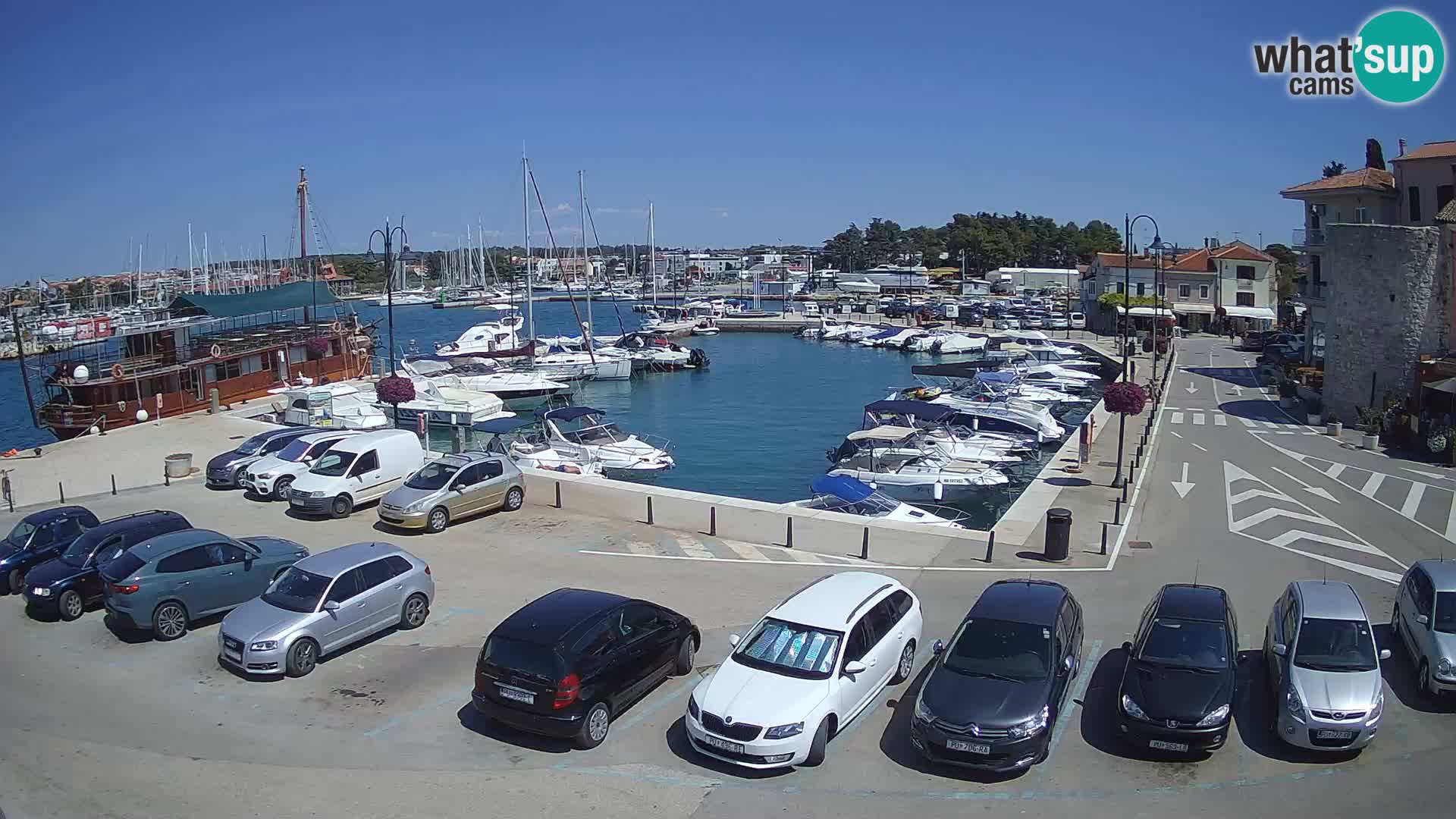 Novigrad | Porporela marina