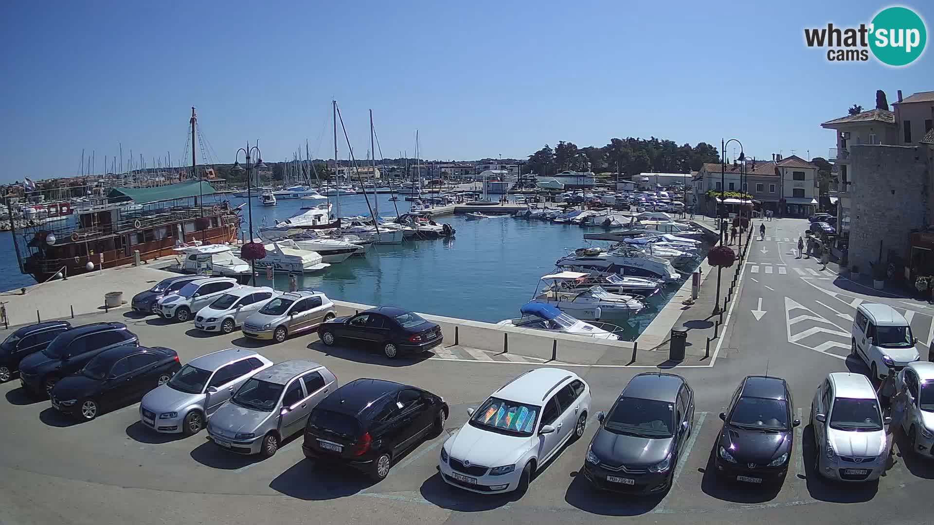 Novigrad | Porporela marina