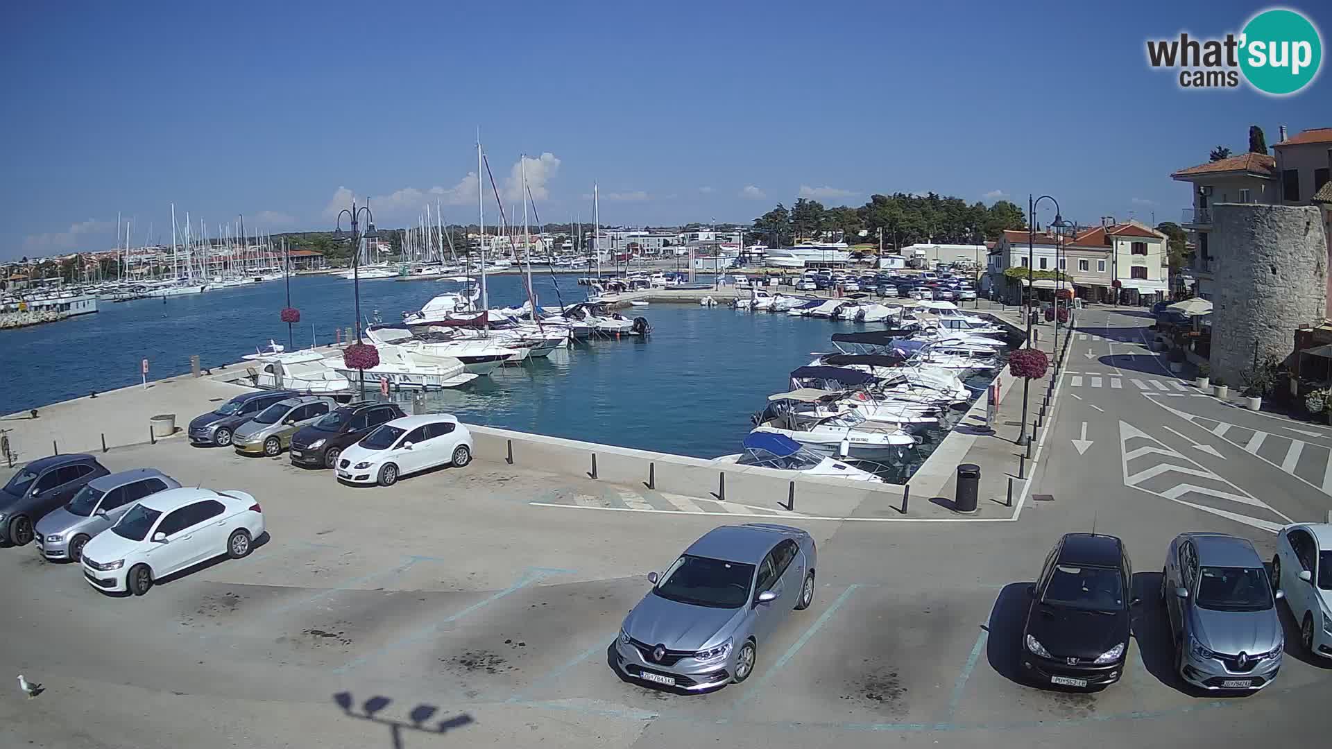 Novigrad | Porporela marina
