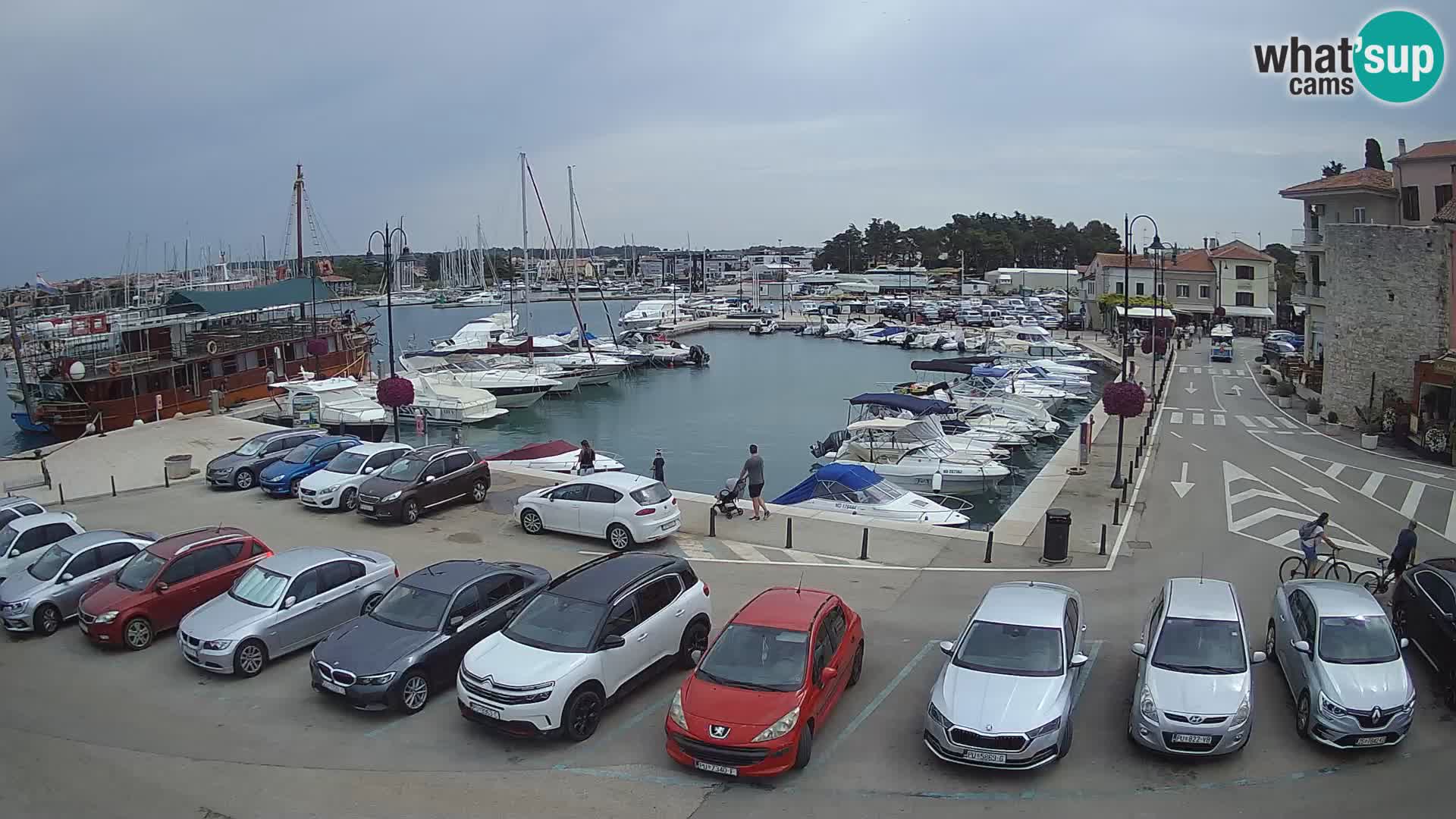 Novigrad | Porporela marina