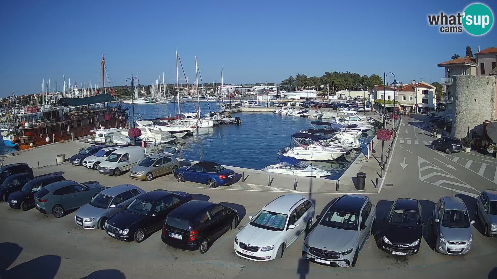 Novigrad | Porporela marina