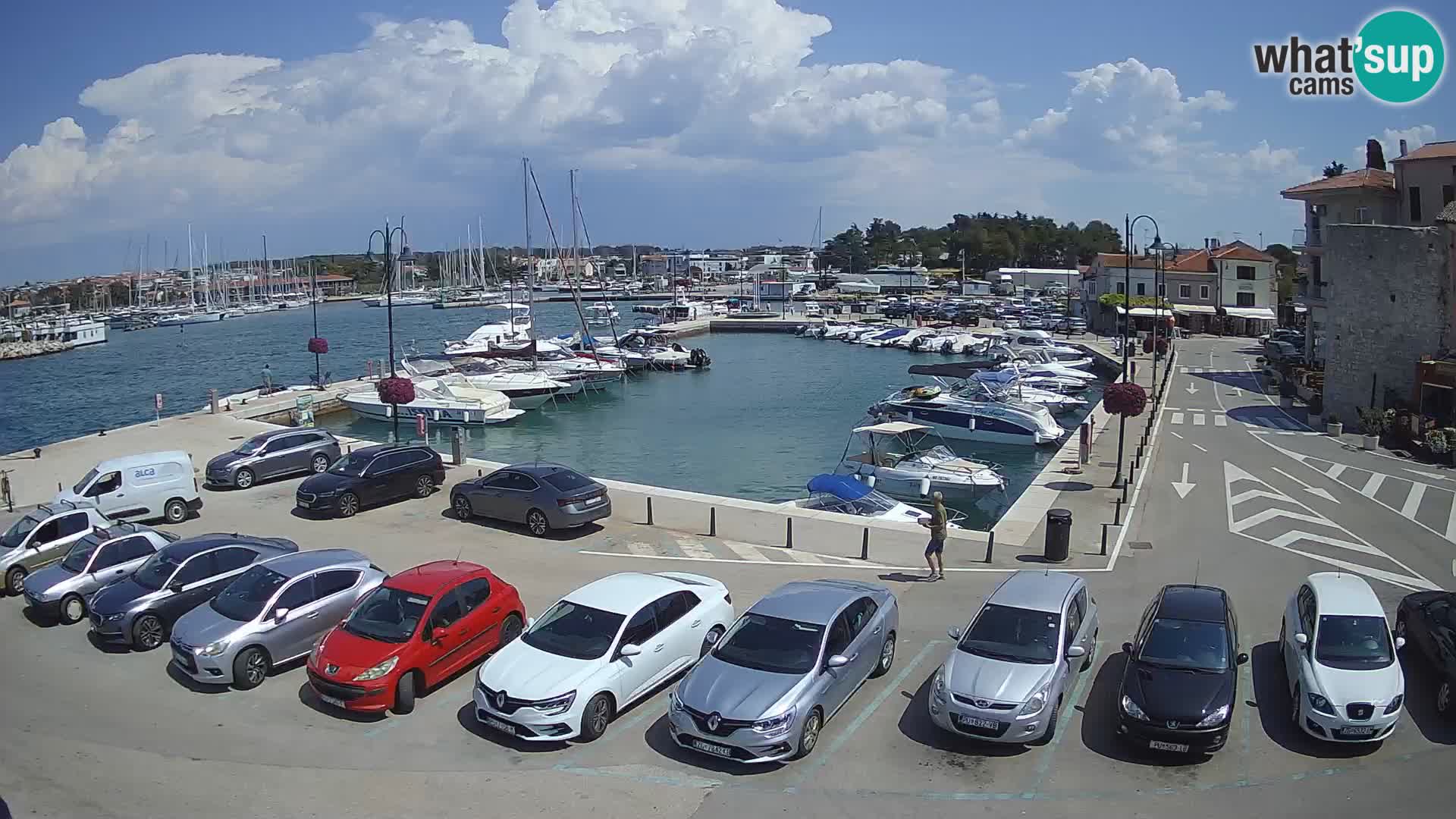 Novigrad | Porporela marina