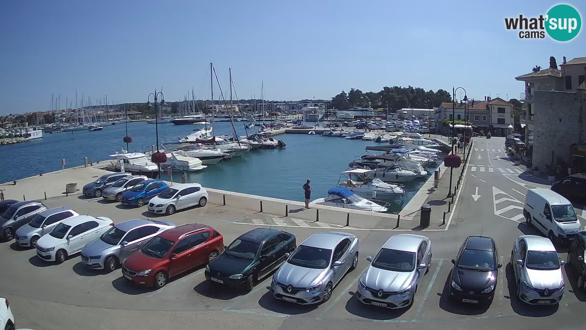Novigrad | Porporela marina