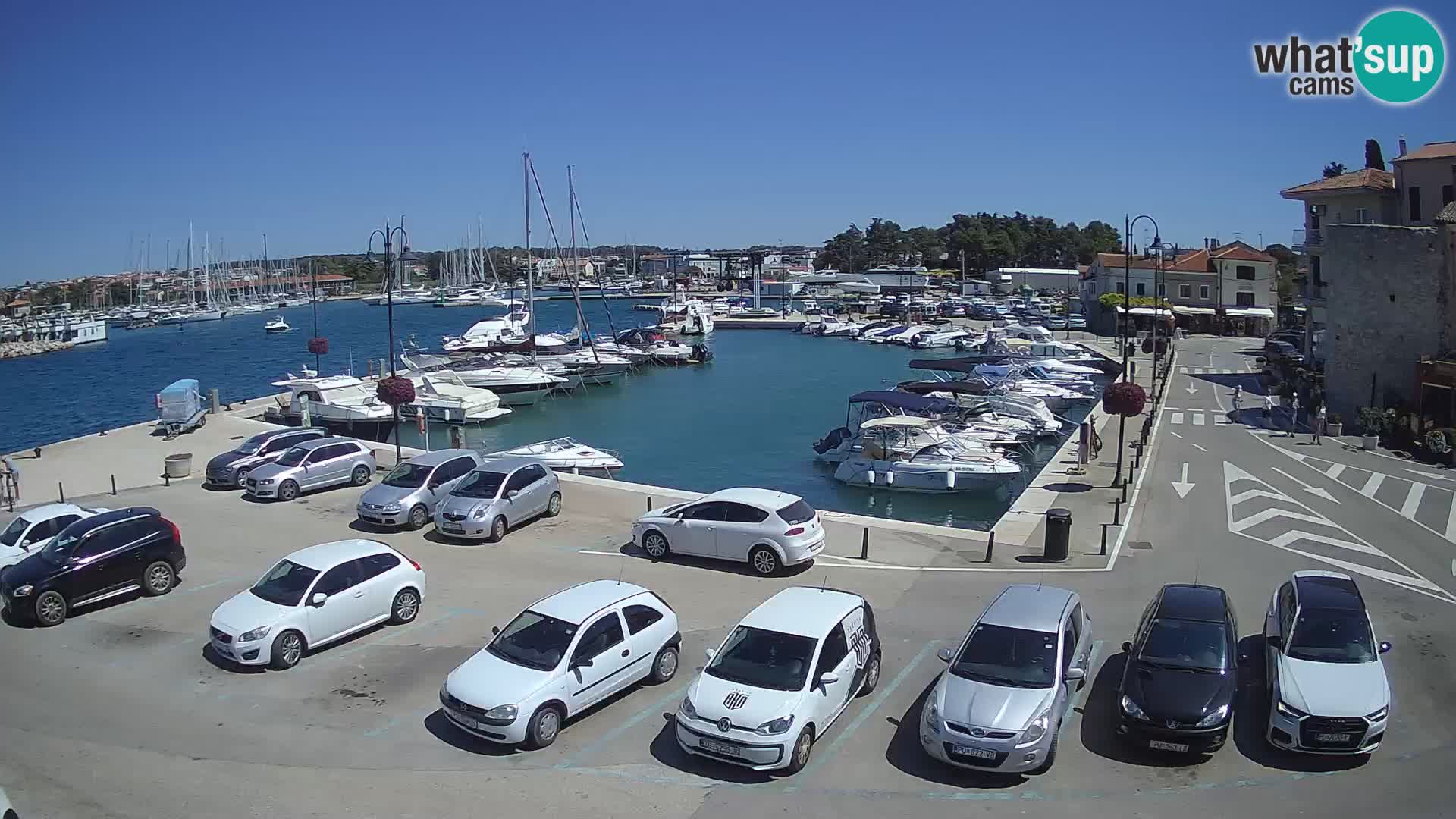 Novigrad | Porporela marina