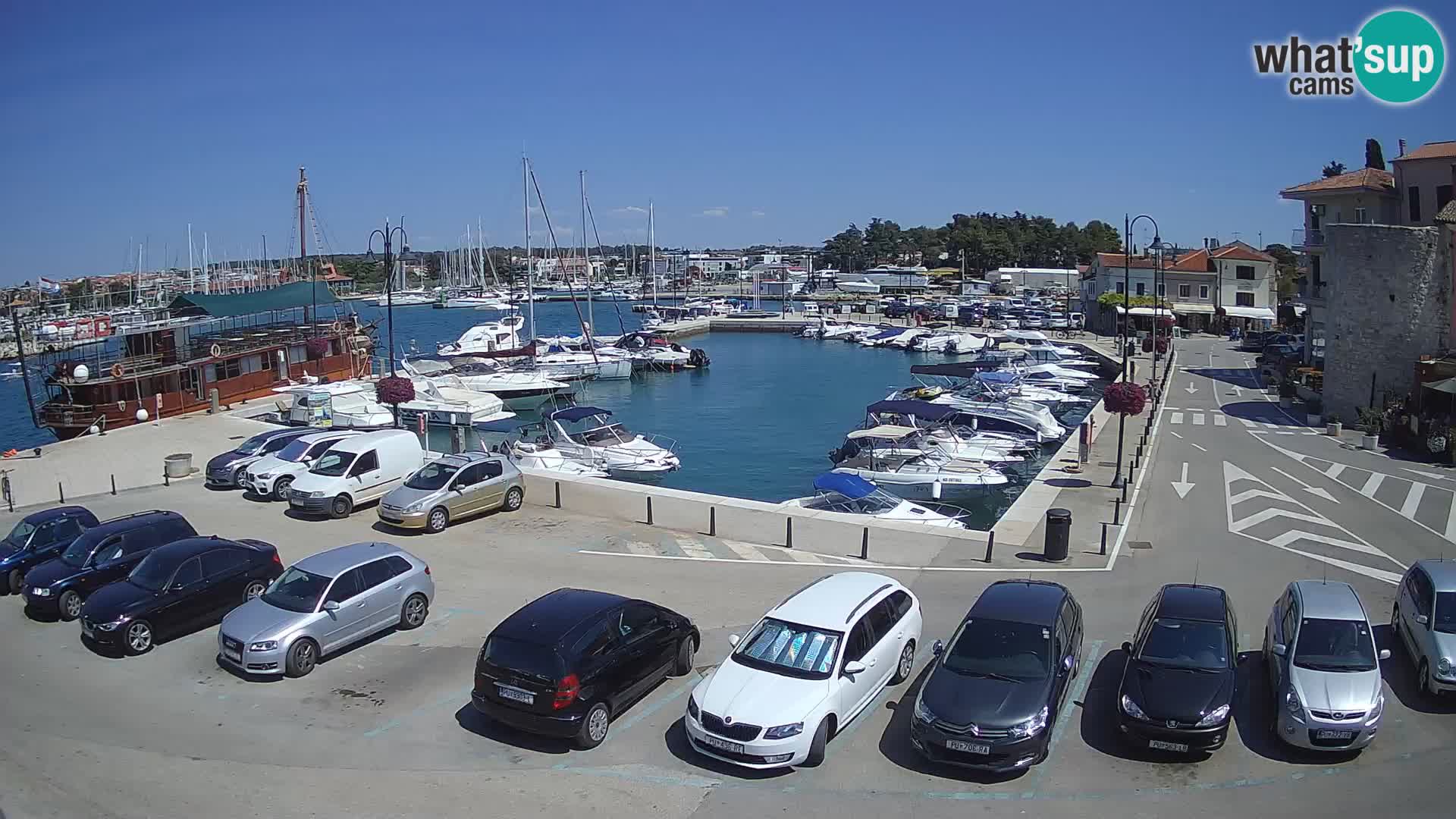 Novigrad | Porporela marina